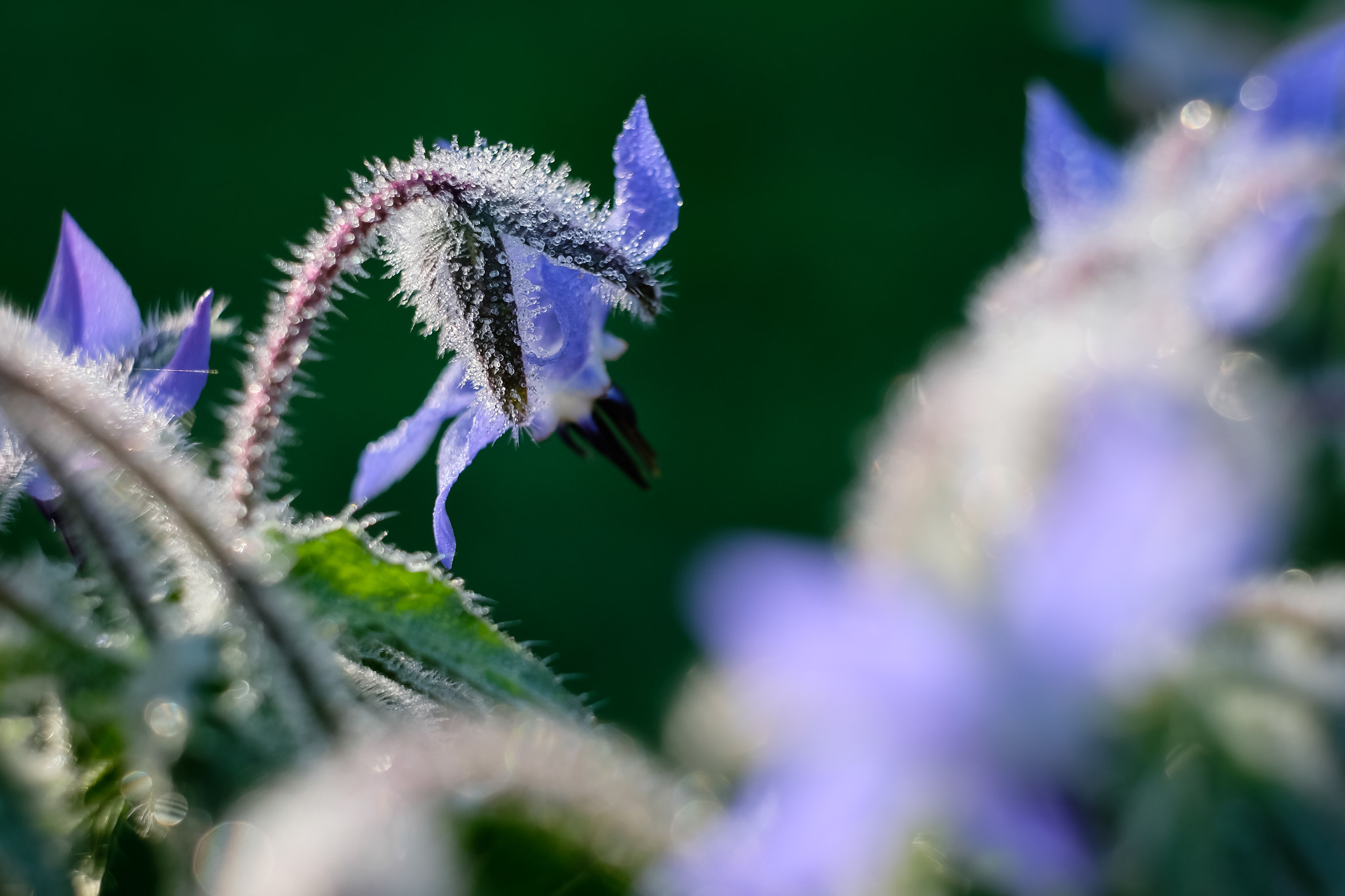 Fujifilm X-T1 sample photo. Fleur de bourache au petit matin photography