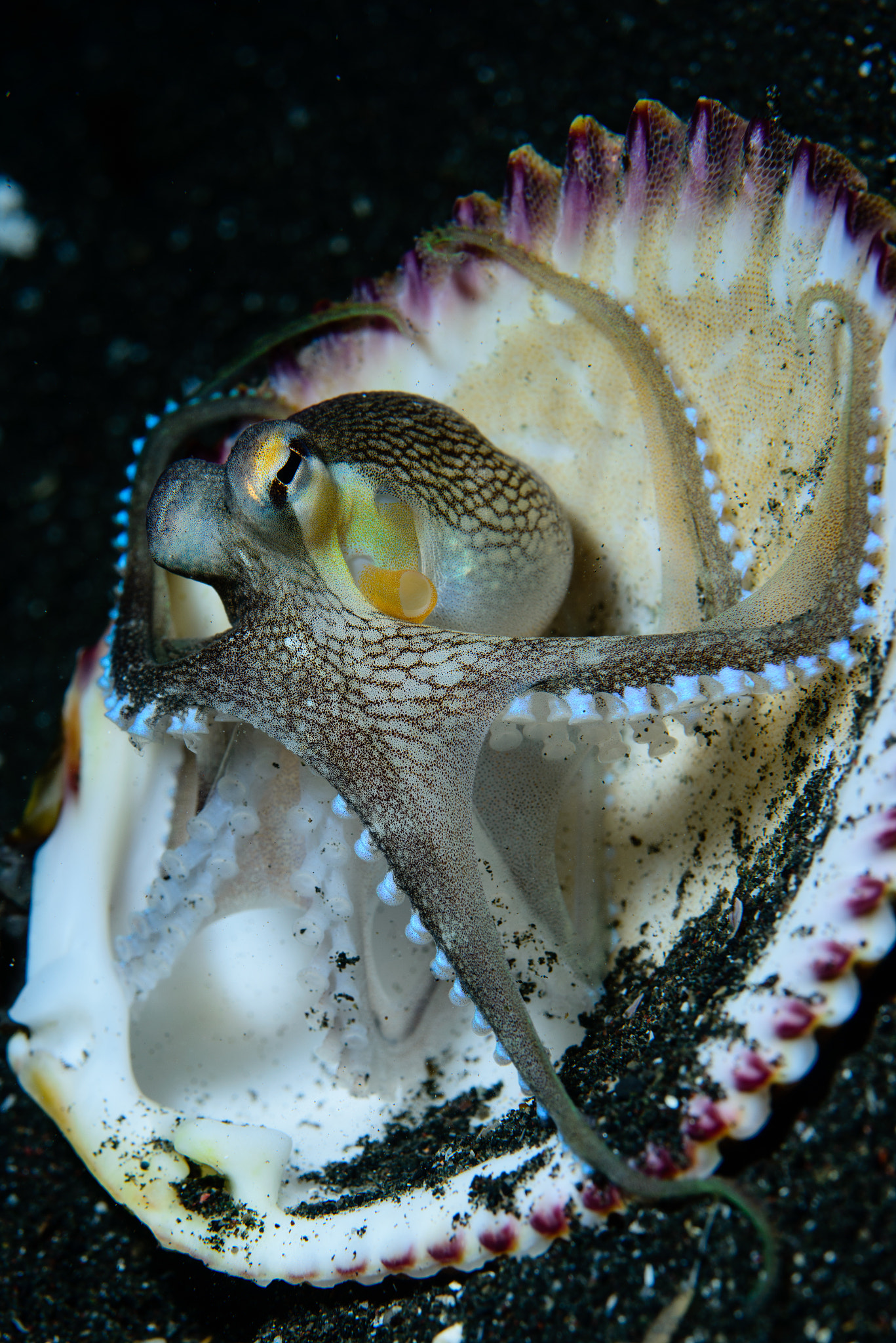Nikon D800E + Nikon AF Micro-Nikkor 60mm F2.8D sample photo. Coconut octopus photography