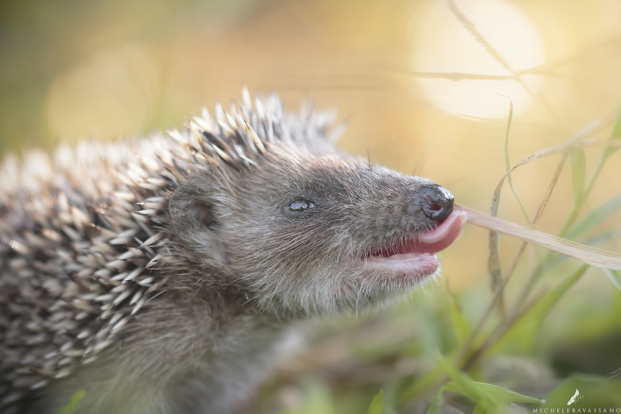 Sigma APO Macro 150mm f/2.8 EX DG HSM sample photo. Hedgehog photography