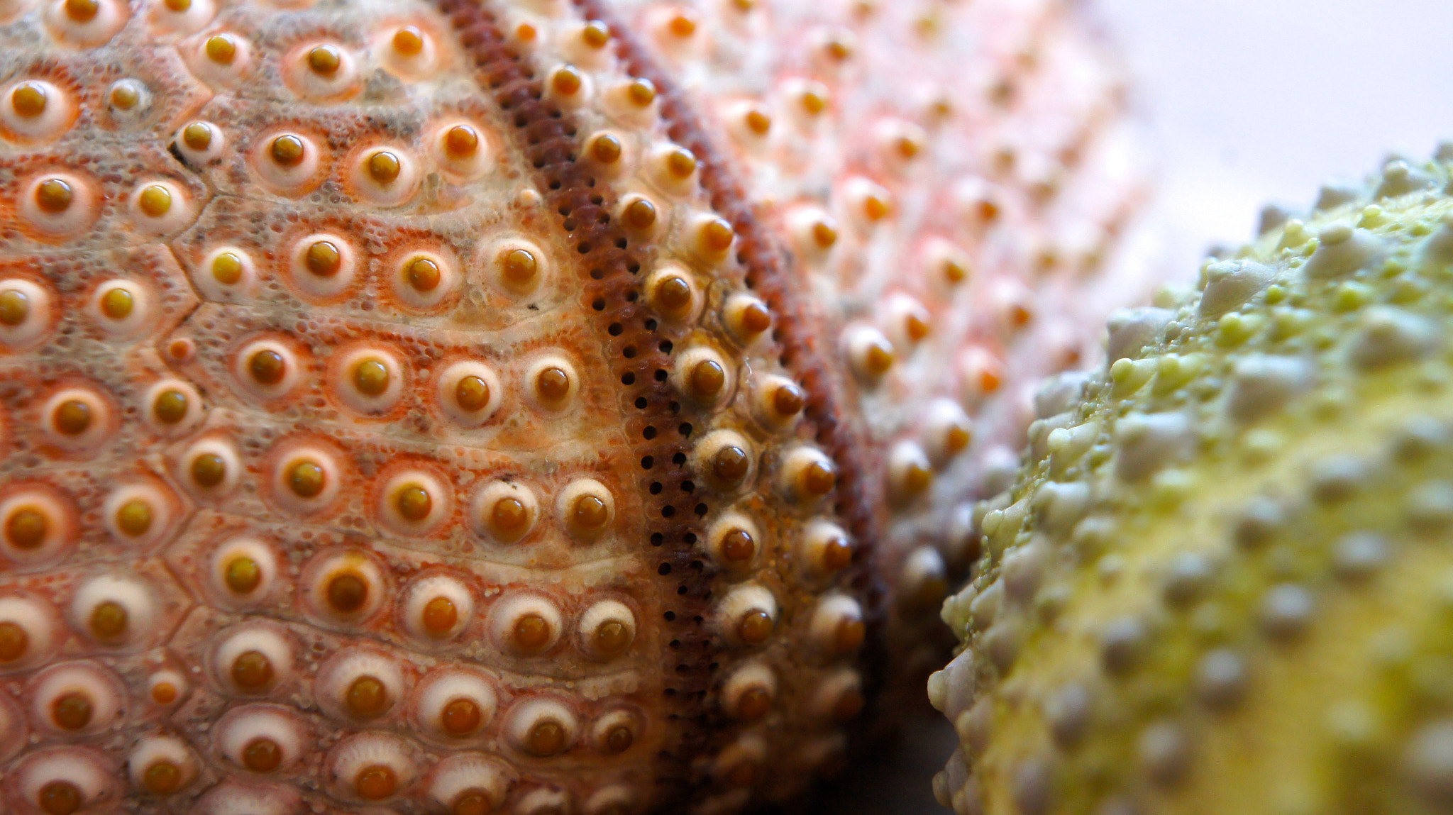 Sony Alpha NEX-5 + Sony E 18-55mm F3.5-5.6 OSS sample photo. Closeup of a sea urchin photography