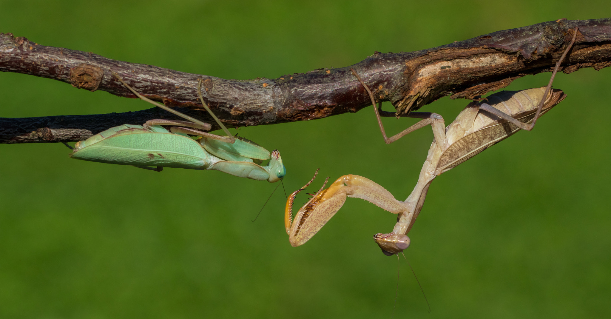 Canon EOS 80D + Canon EF 100mm F2.8L Macro IS USM sample photo. Mantis photography