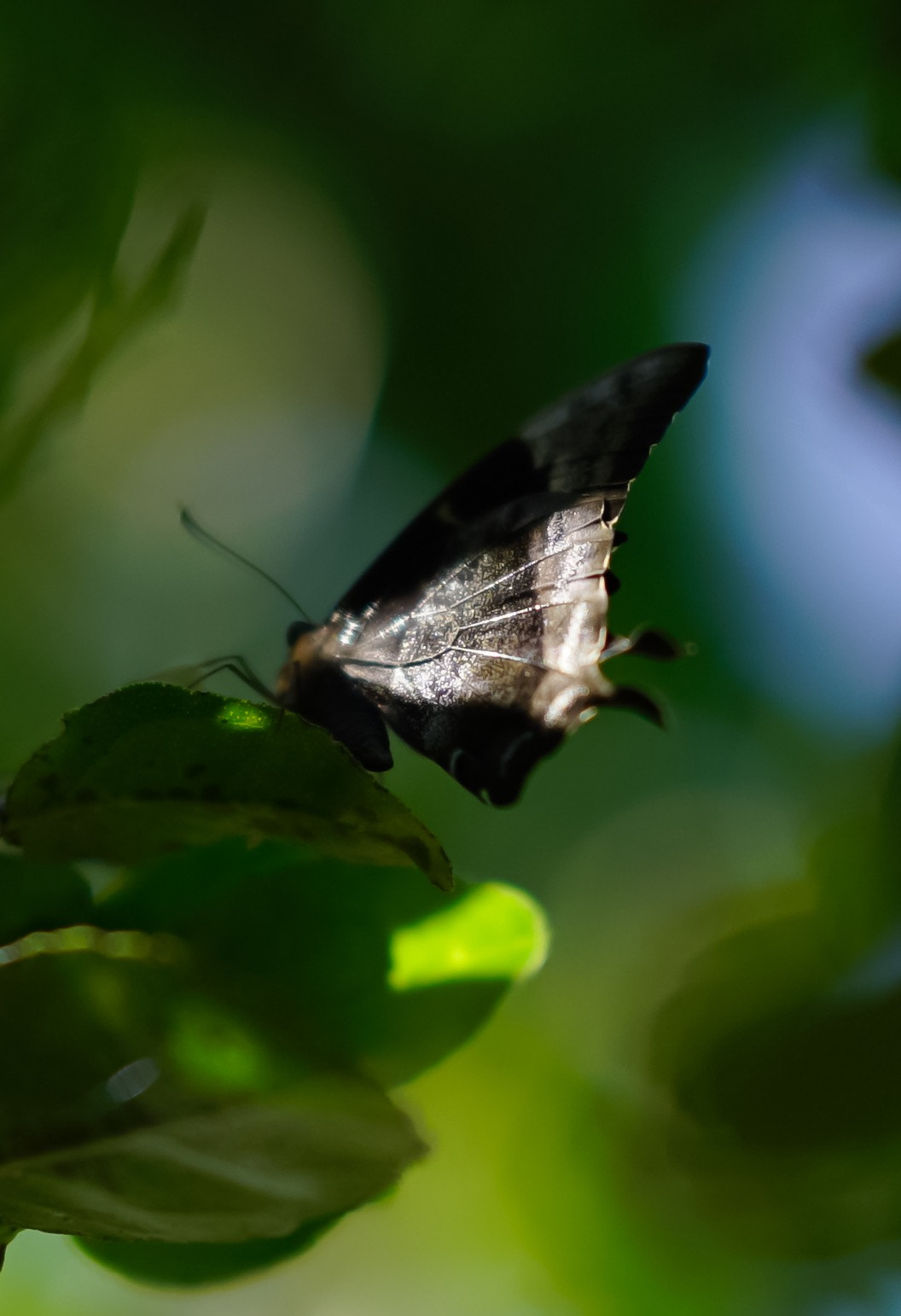 Sony FE 85mm F1.4 GM sample photo