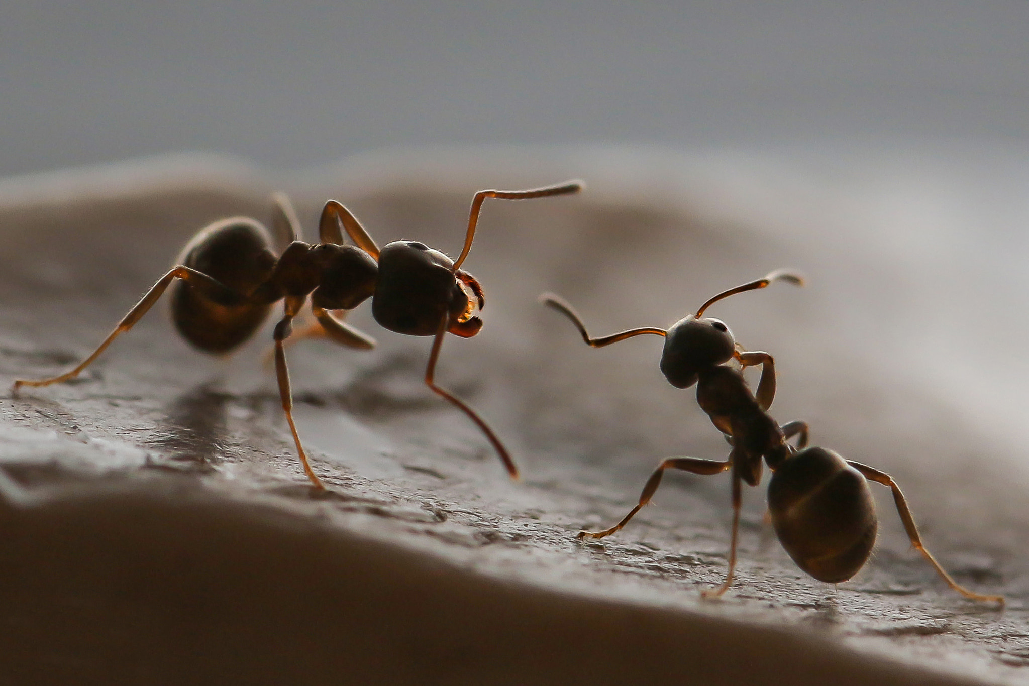 Canon EOS 700D (EOS Rebel T5i / EOS Kiss X7i) + Canon EF 100mm F2.8L Macro IS USM sample photo. Ameisen, ant makro photography