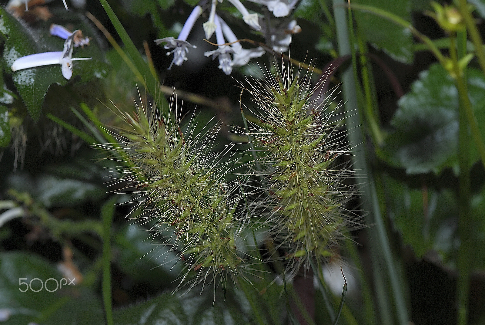 Nikon D200 sample photo. Weed~pennisetum alopecuroides~ photography