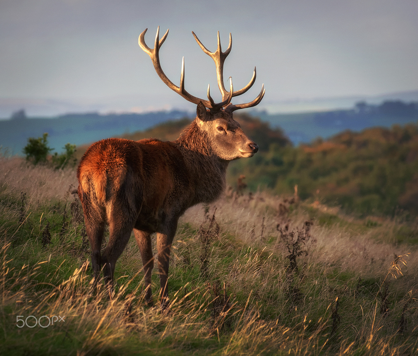 Nikon D80 sample photo. Monarch of the glen photography