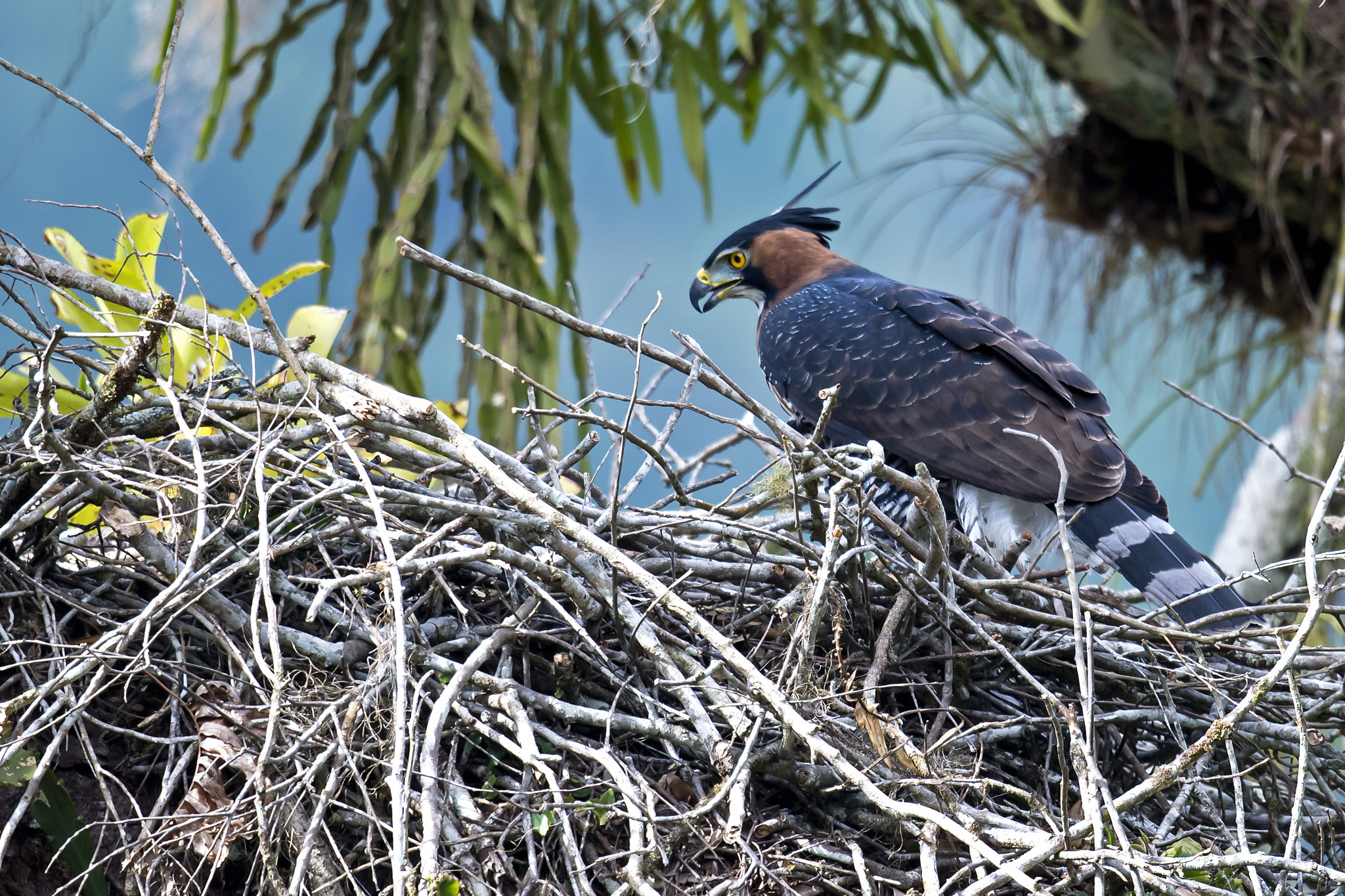 Nikon AF-S Nikkor 800mm F5.6E FL ED VR sample photo. Ornate hawk-eagle photography