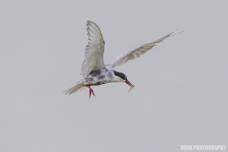 Canon EOS-1D Mark IV sample photo. Flying photography