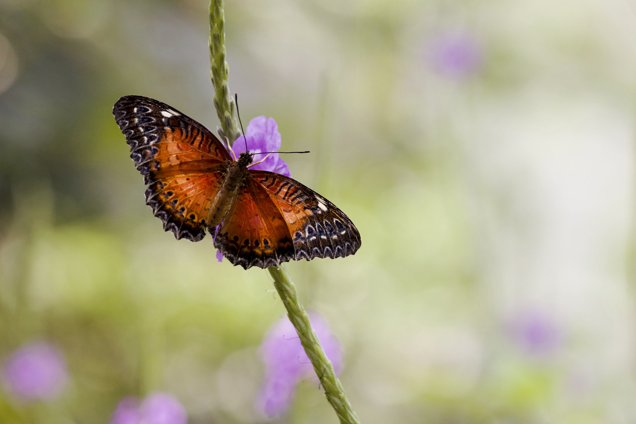Sigma APO Macro 150mm f/2.8 EX DG HSM sample photo. Cethosia photography