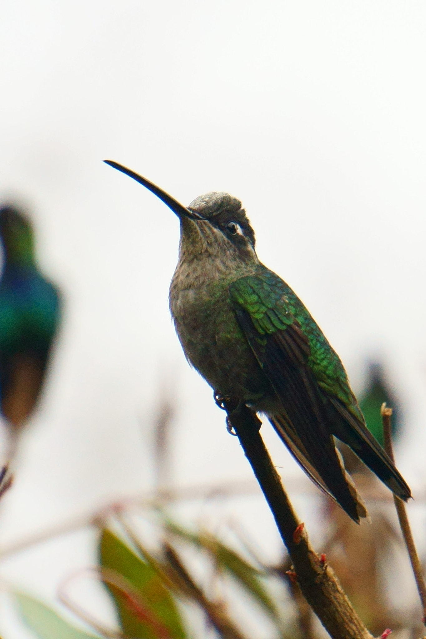 Sony Alpha NEX-3N sample photo. Costa rican hummingbird photography