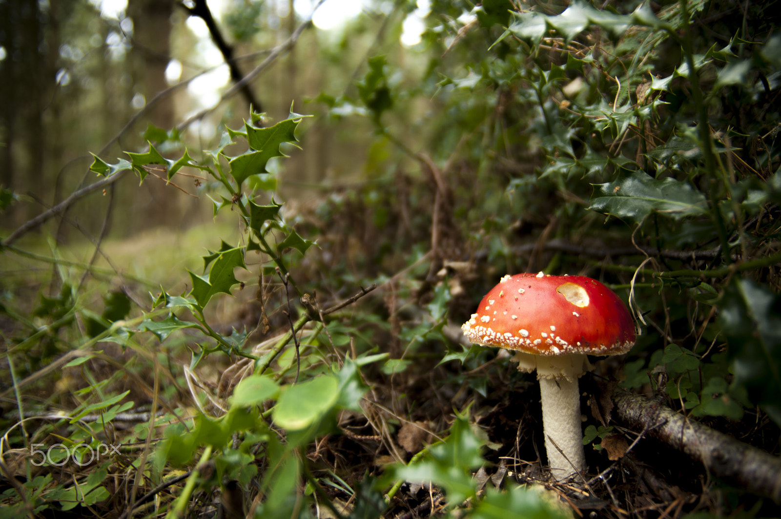 Nikon D300 sample photo. Dreaming of pixies photography