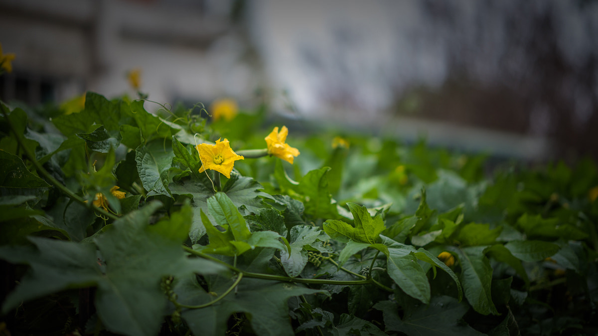 Nikon D810 + Zeiss Milvus 85mm f/1.4 sample photo. Flowers photography