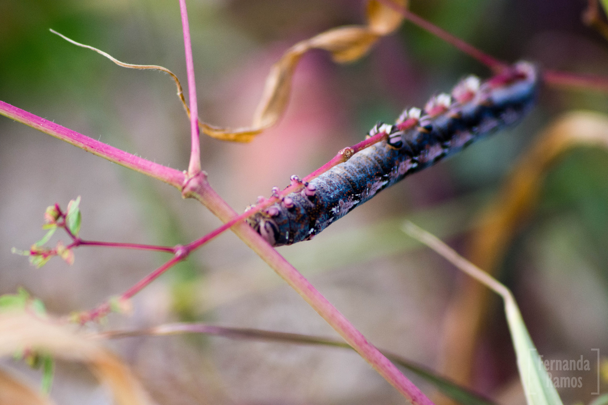 Sigma 70-300mm F4-5.6 APO DG Macro sample photo