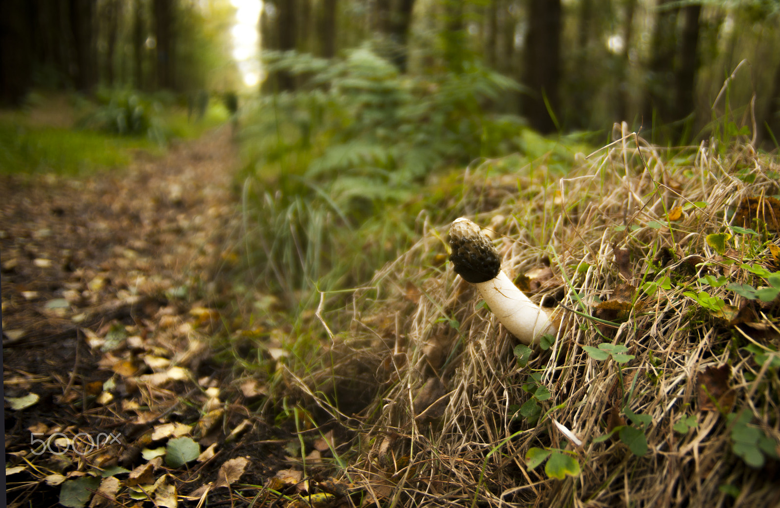 Nikon D300 sample photo. Horney fungus photography