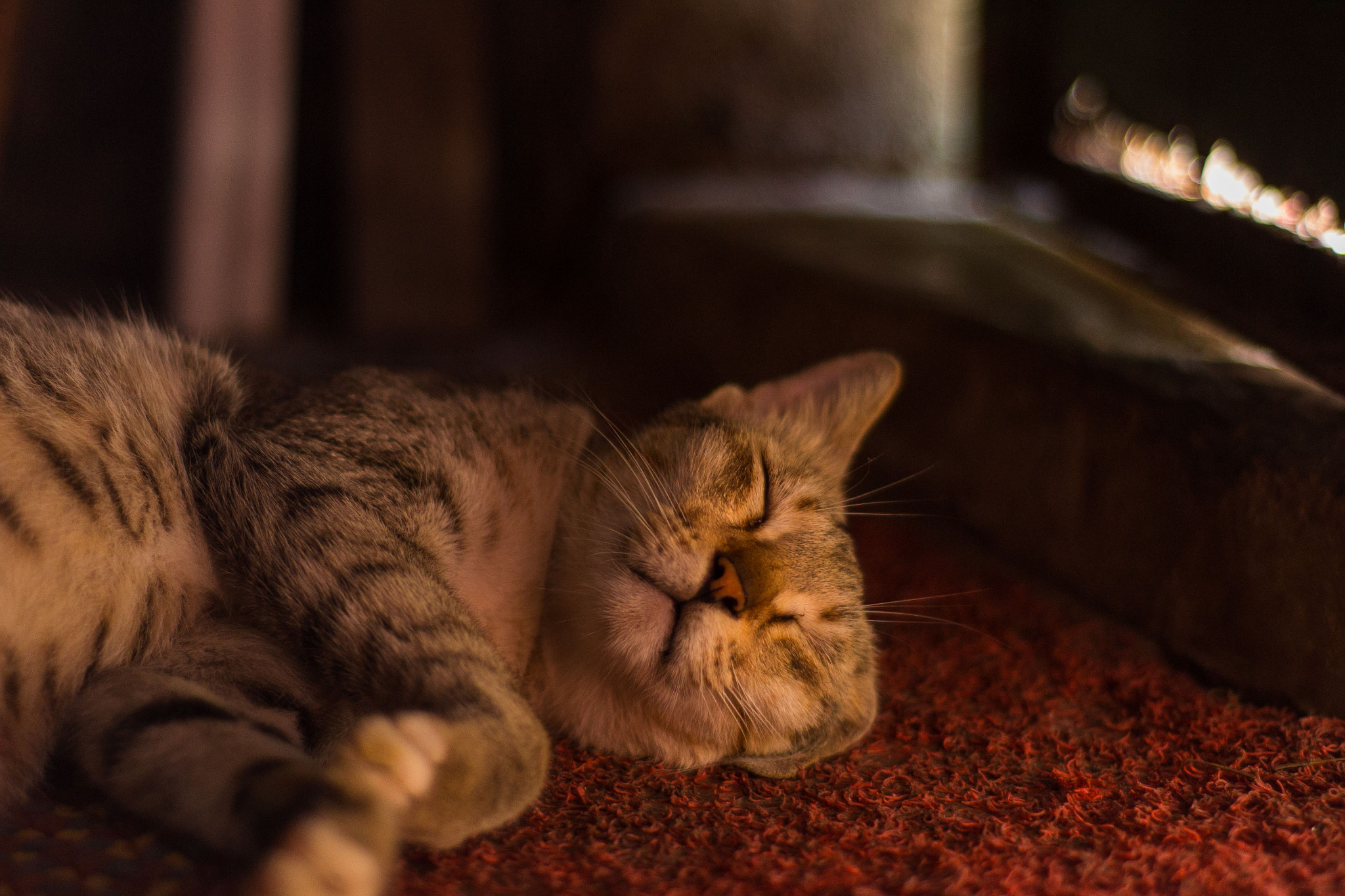 Nikon D3100 + AF Nikkor 50mm f/1.8 sample photo. Cat photography