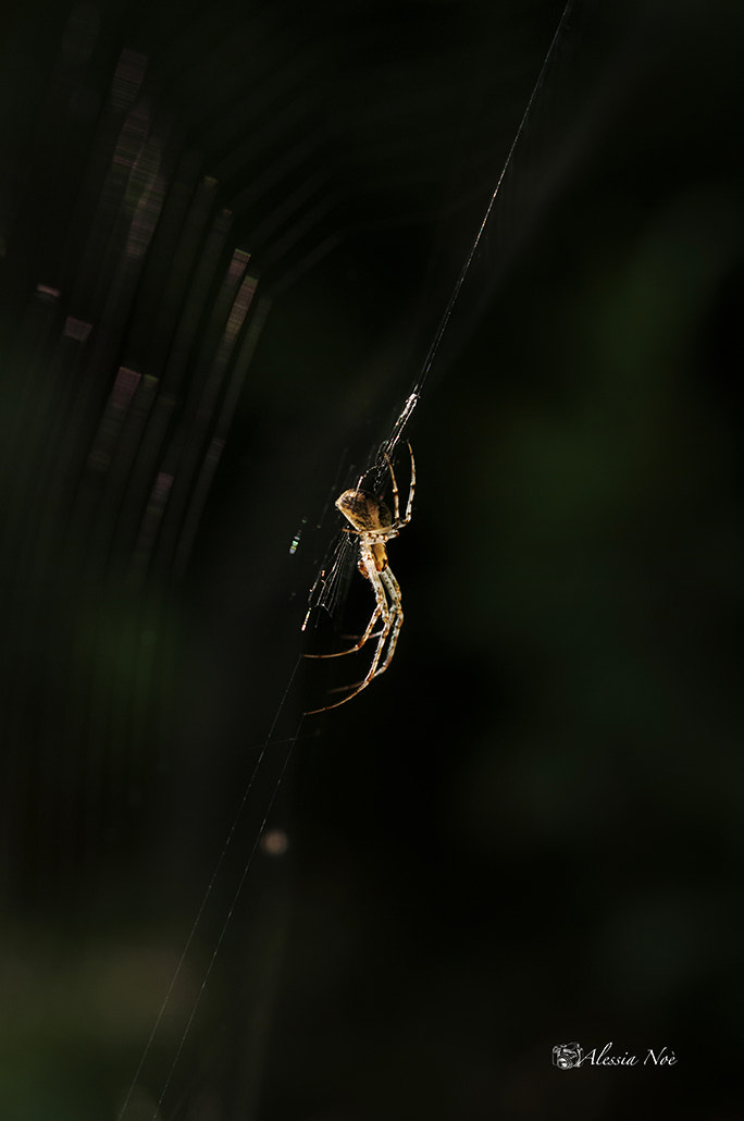 Nikon AF-S Micro-Nikkor 60mm F2.8G ED sample photo. Waiting between sunlight photography