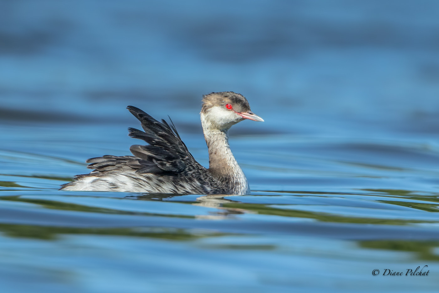 Canon EF 300mm F2.8L IS II USM sample photo. I am proud photography