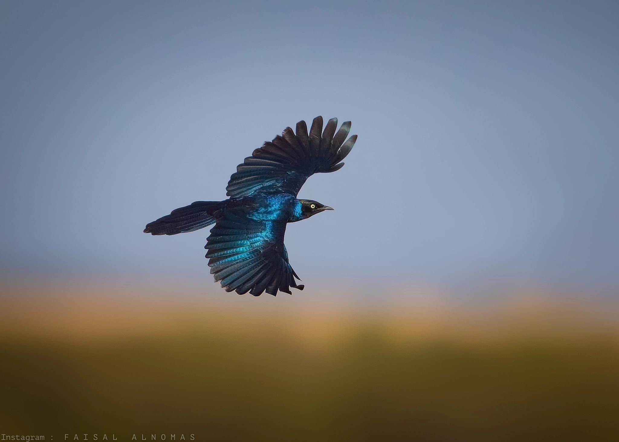 Canon EF 500mm F4L IS II USM sample photo. Spread your wings photography