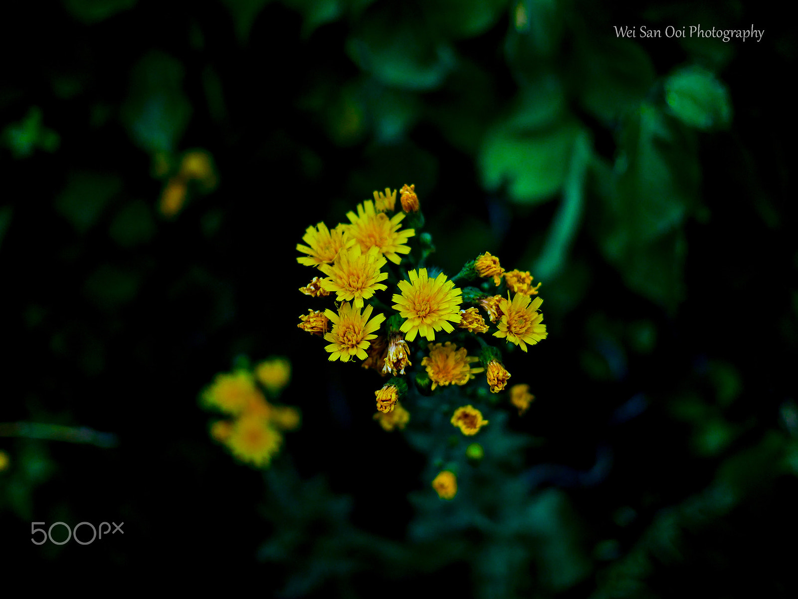 Panasonic Lumix DMC-GX7 sample photo. Tiny yellow flowers 02 photography