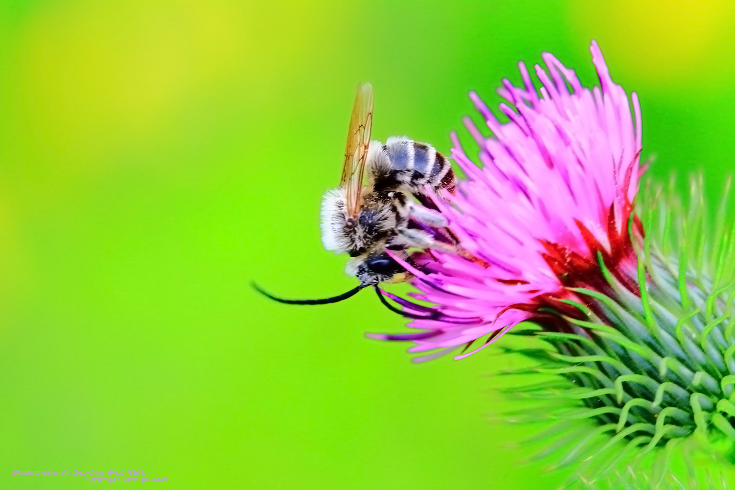 Canon EOS 7D + Canon EF 100mm F2.8 Macro USM sample photo. Beard line bee photography