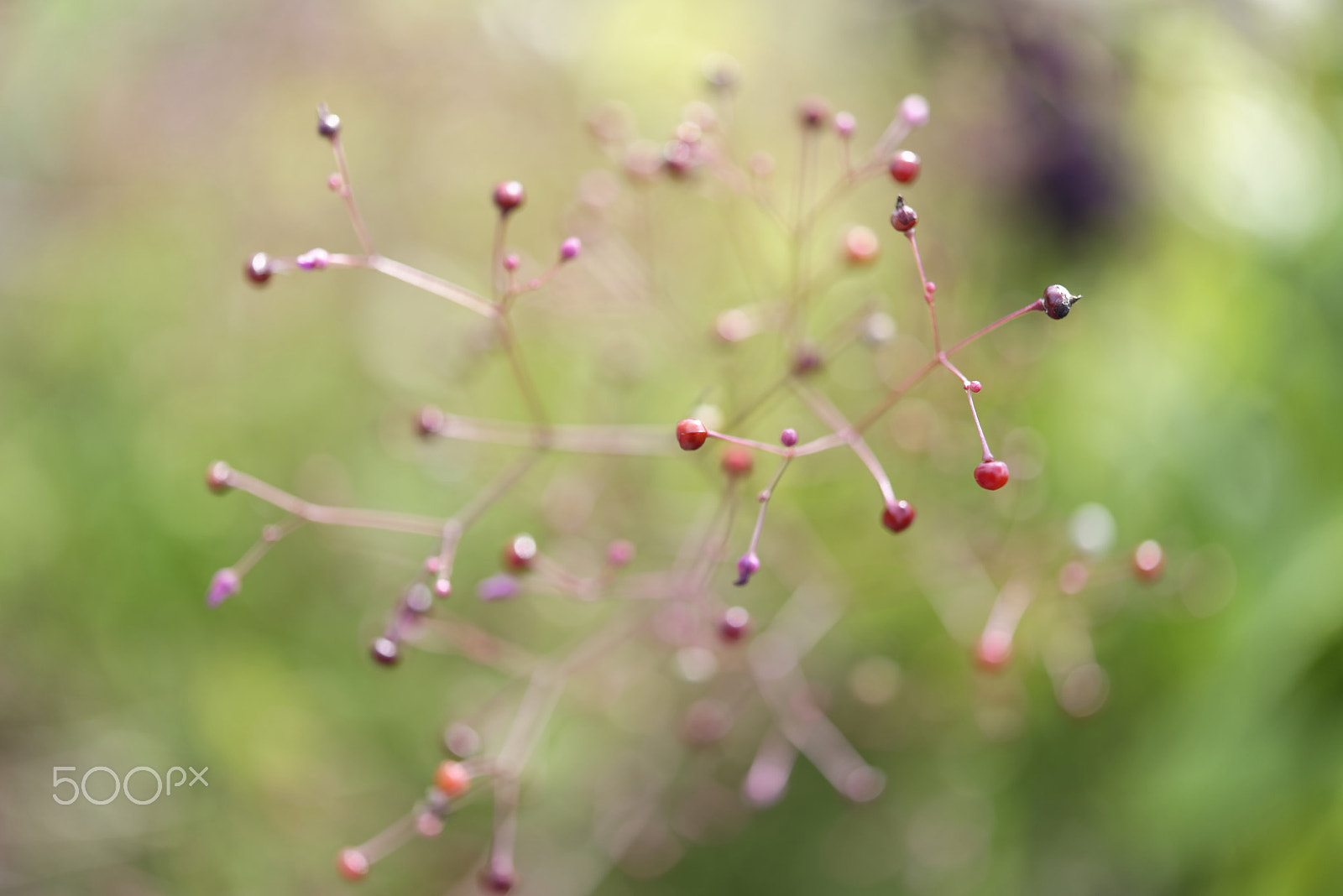 Nikon AF-S Micro-Nikkor 60mm F2.8G ED sample photo. Untitled photography