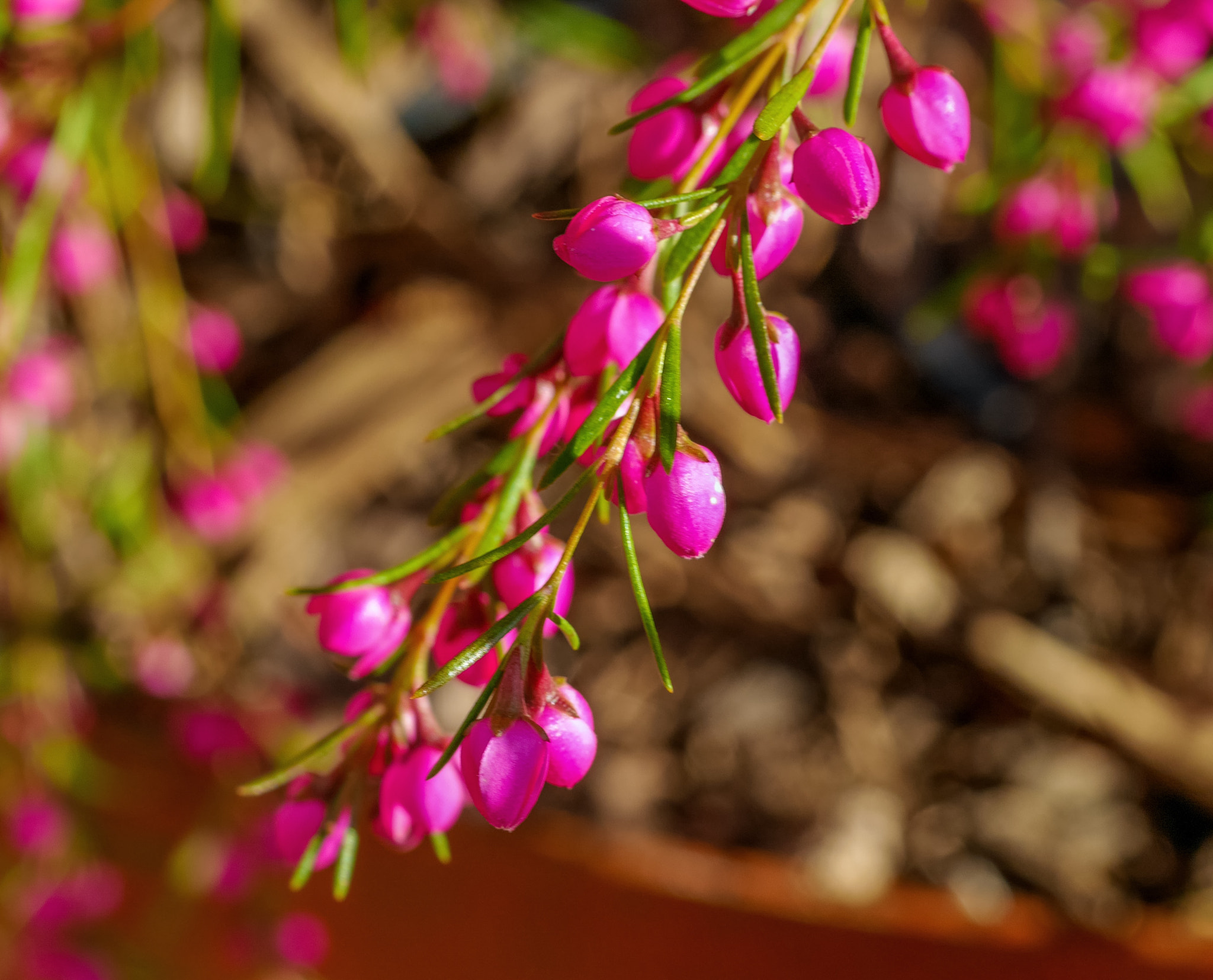 Panasonic DMC-GM1S sample photo. Fushia colored flowers - floriade 2016 location: commonwealth park, act, australia photography