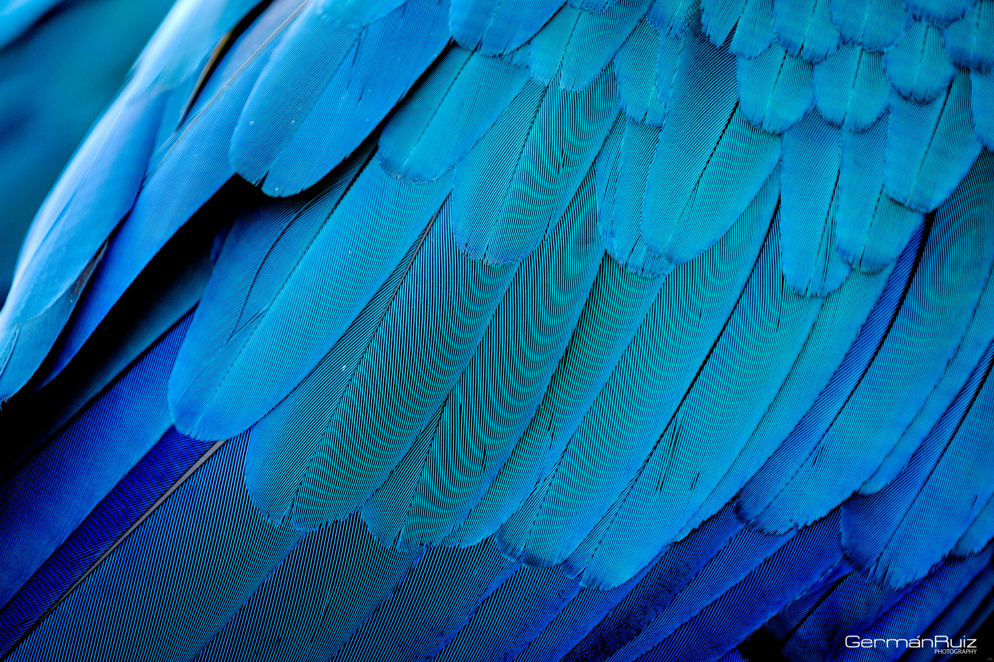 Fujifilm X-Pro2 sample photo. Blue feathers photography