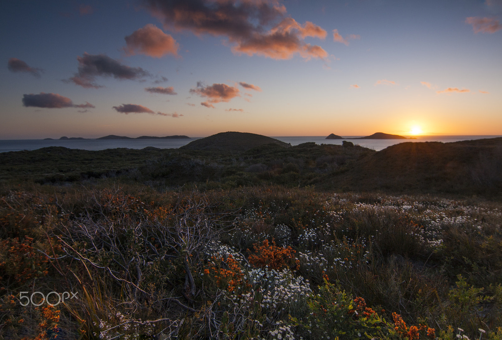 Tokina AT-X Pro 12-24mm F4 (IF) DX sample photo. Wildflowers photography