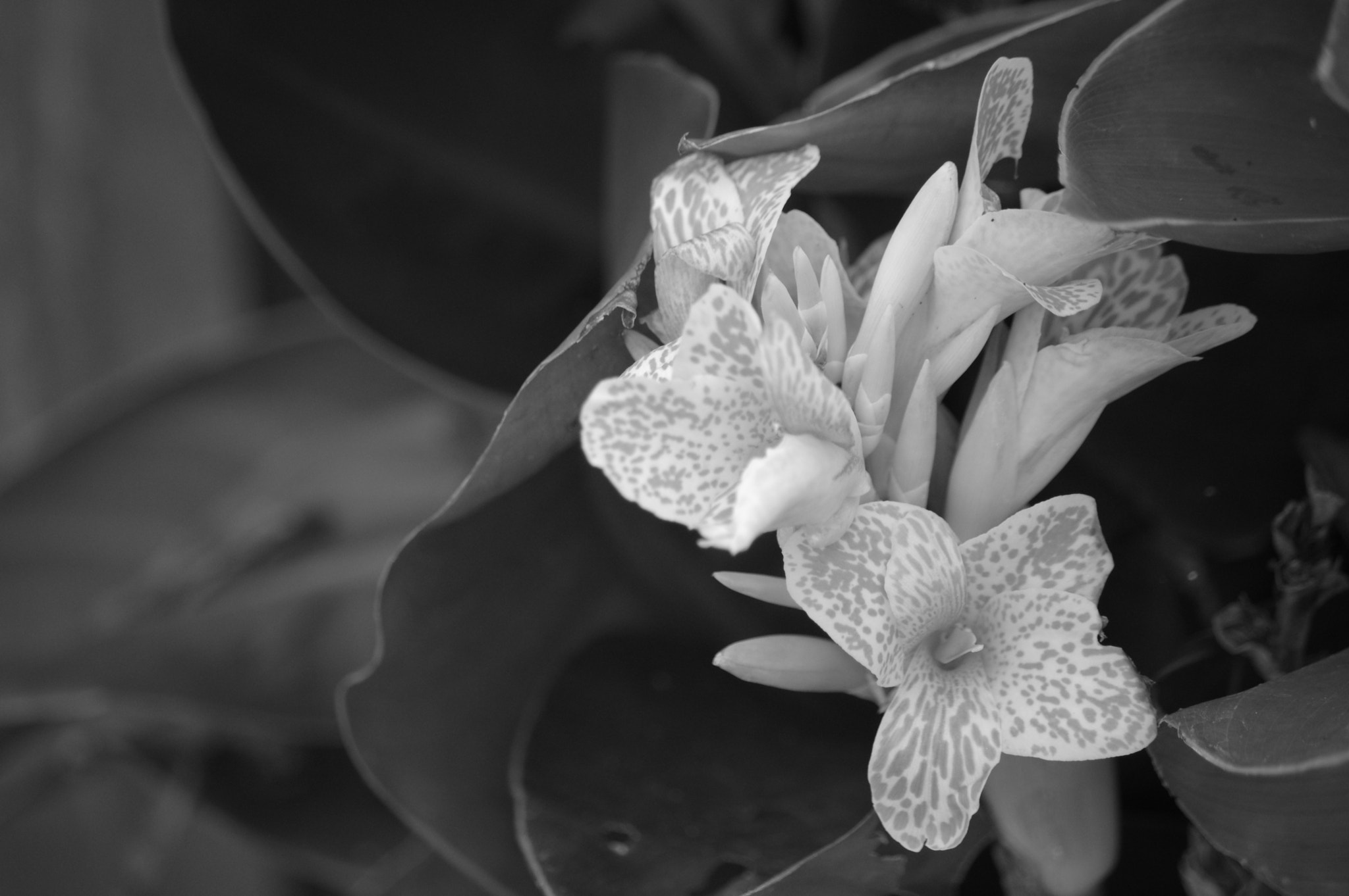 Pentax K-3 + smc PENTAX-DA L 50-200mm F4-5.6 ED sample photo. Beauty in black and white photography