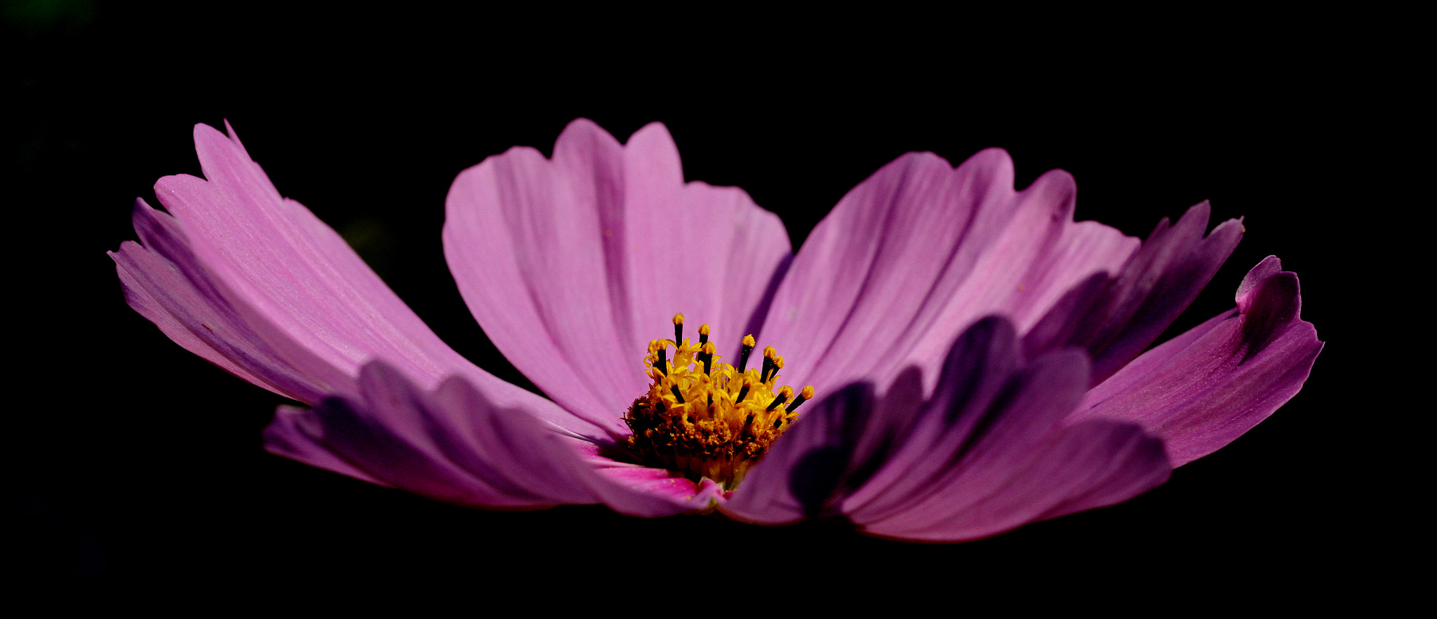 Canon EOS 7D + Canon EF 100mm F2.8L Macro IS USM sample photo. Cosmea photography