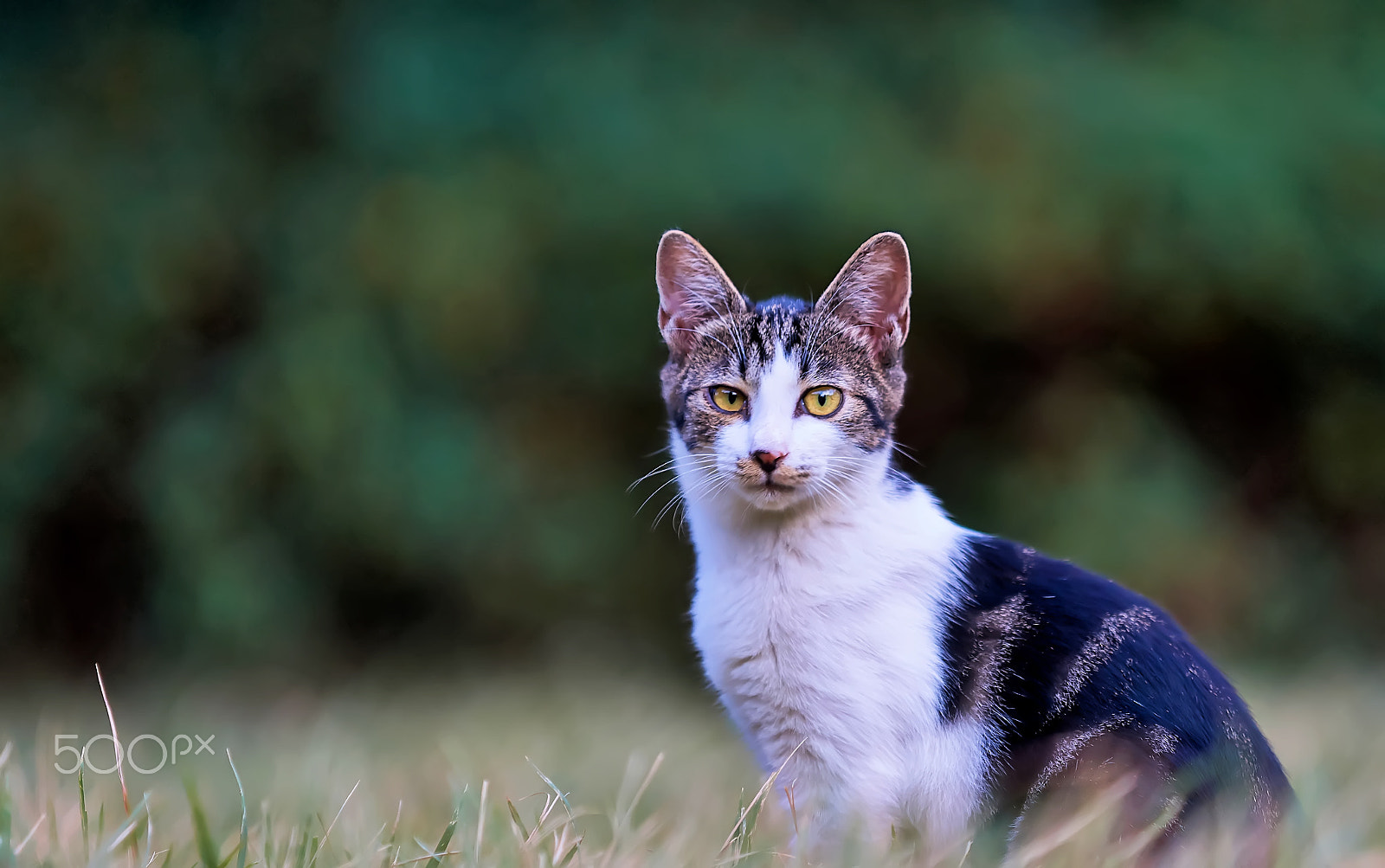 Sony a99 II + Minolta/Sony AF 70-200mm F2.8 G sample photo. Reserved photography