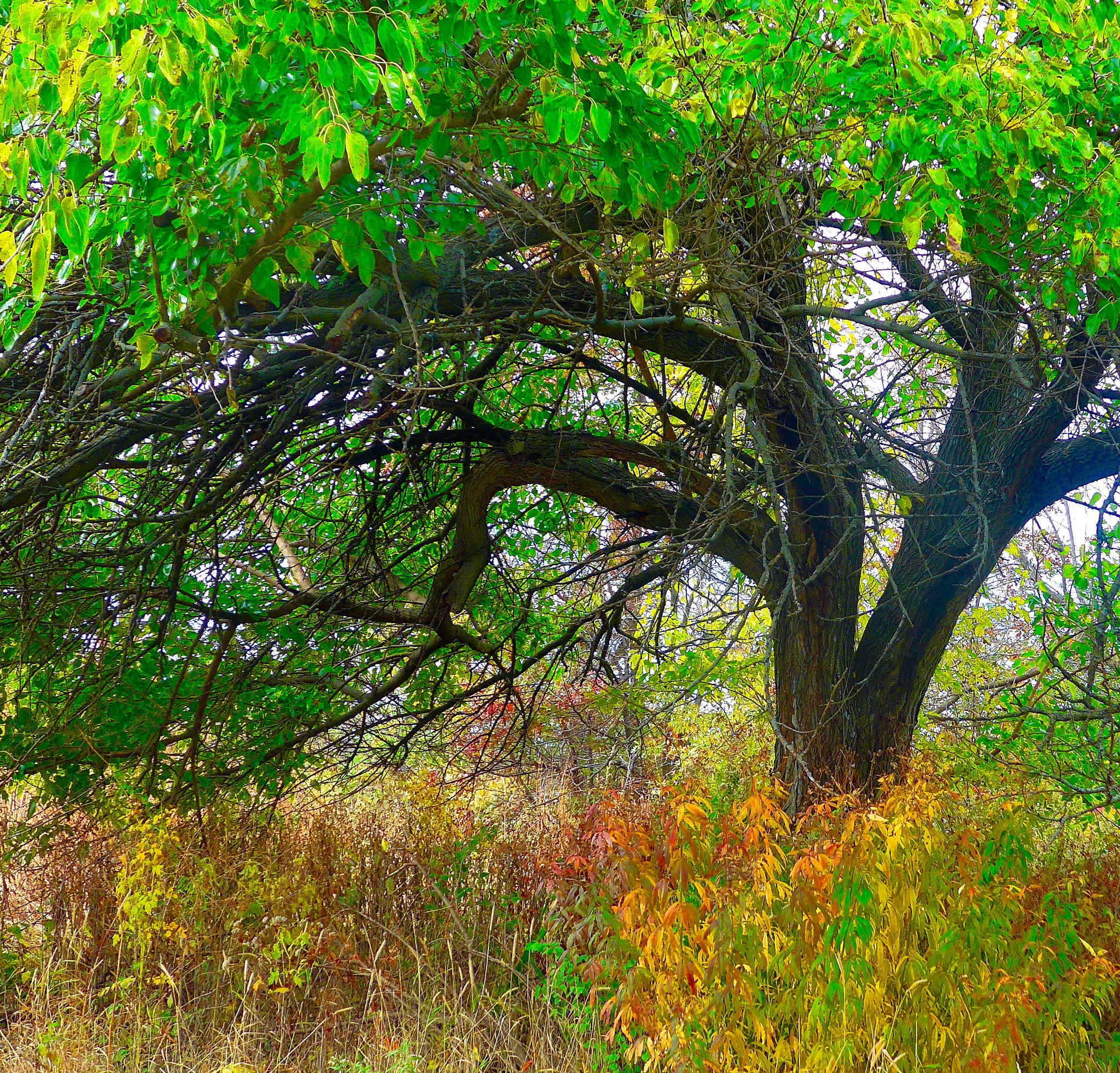 Leica C (Typ 112) sample photo. Summer and   fall photography