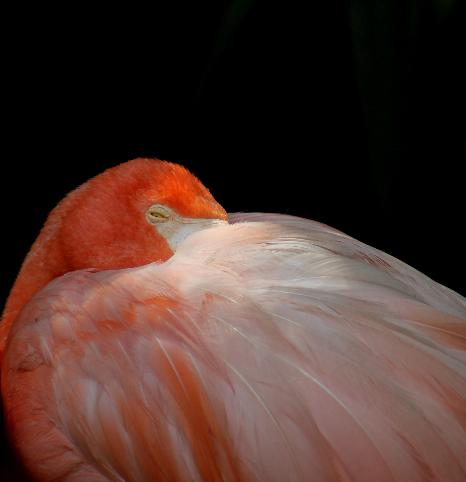 Canon EF 75-300mm f/4-5.6 USM sample photo. Sweet dreams photography