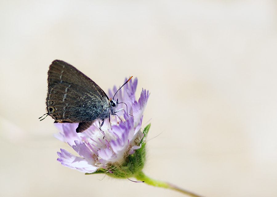 smc PENTAX-FA Macro 100mm F2.8 sample photo. White photography