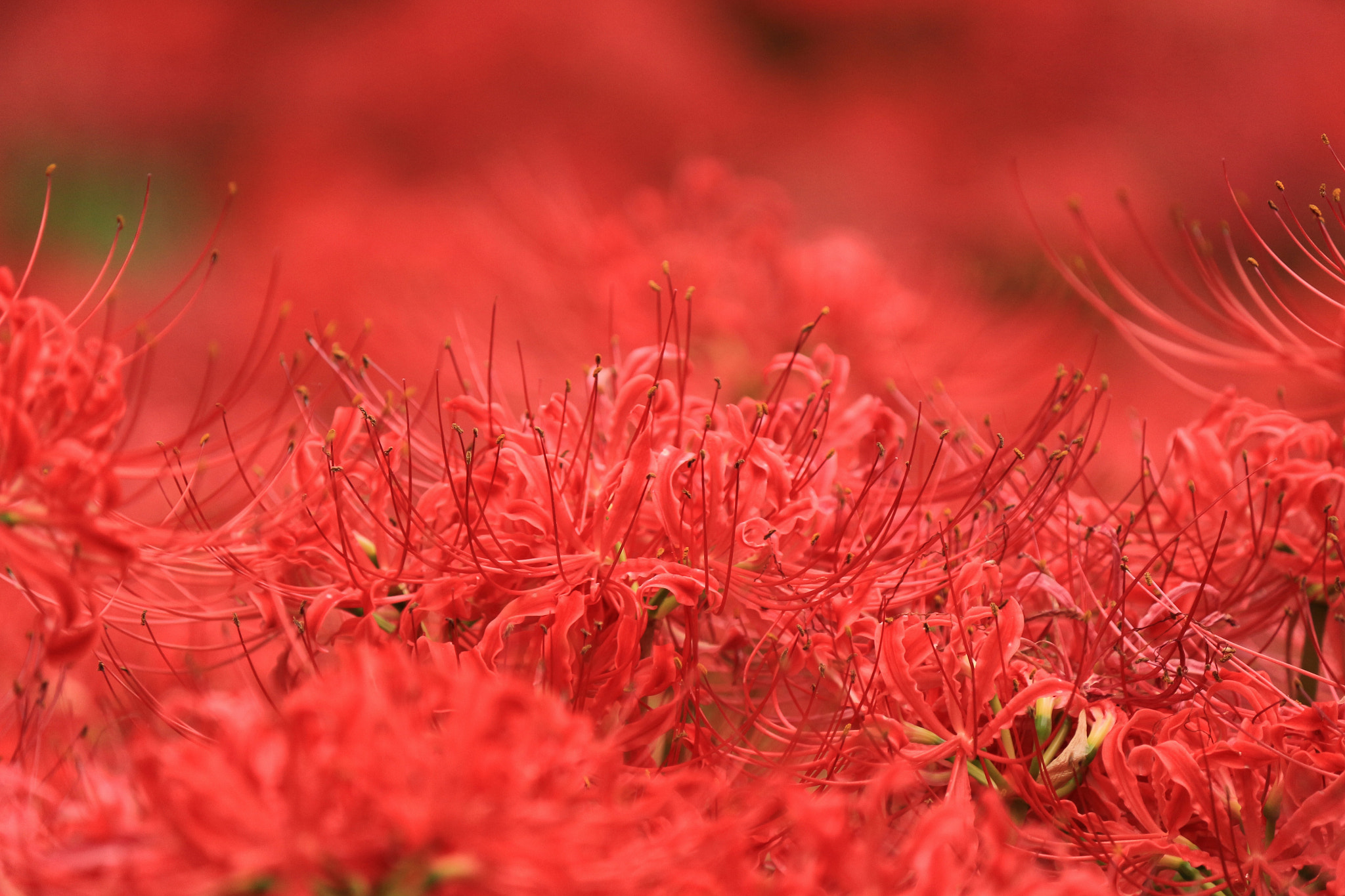 Canon EF-S 55-250mm F4-5.6 IS II sample photo. Red spider lily photography