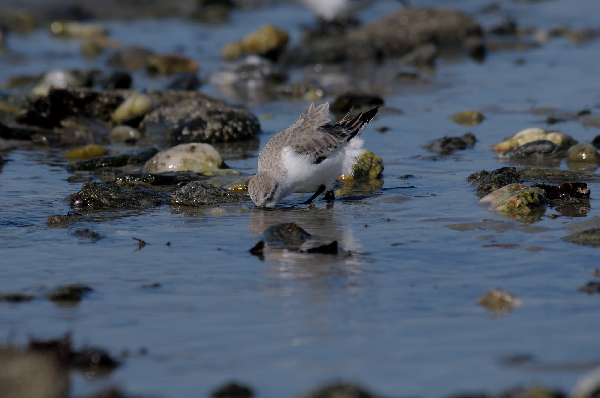 Nikon D300S sample photo. The head in water photography