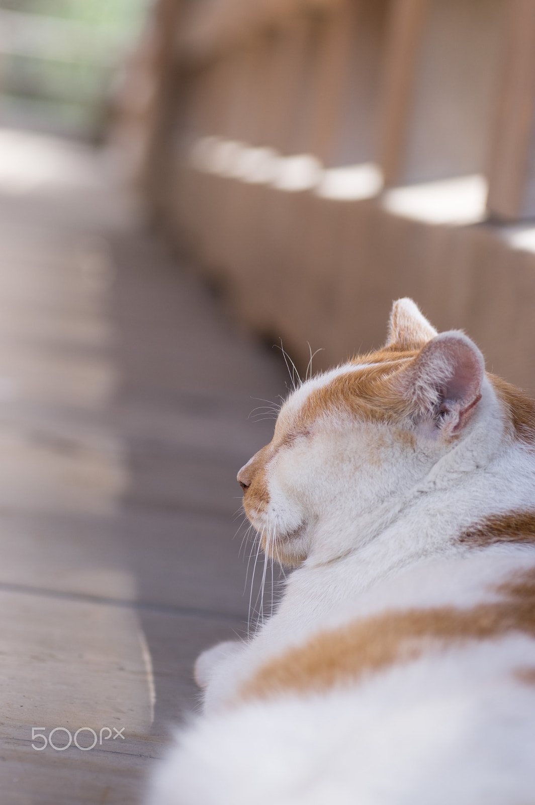 Pentax K-3 sample photo. Doze cat photography