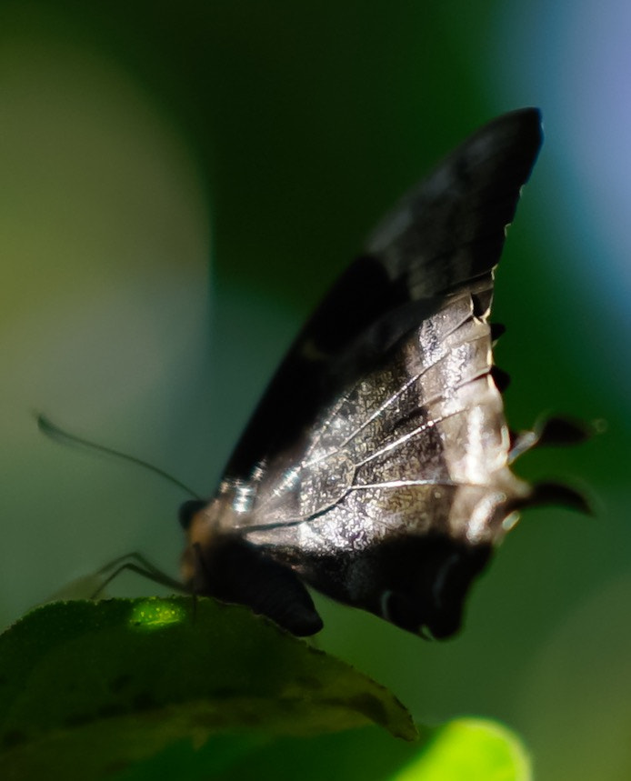 Sony a7S sample photo. Reflexion butterfly photography