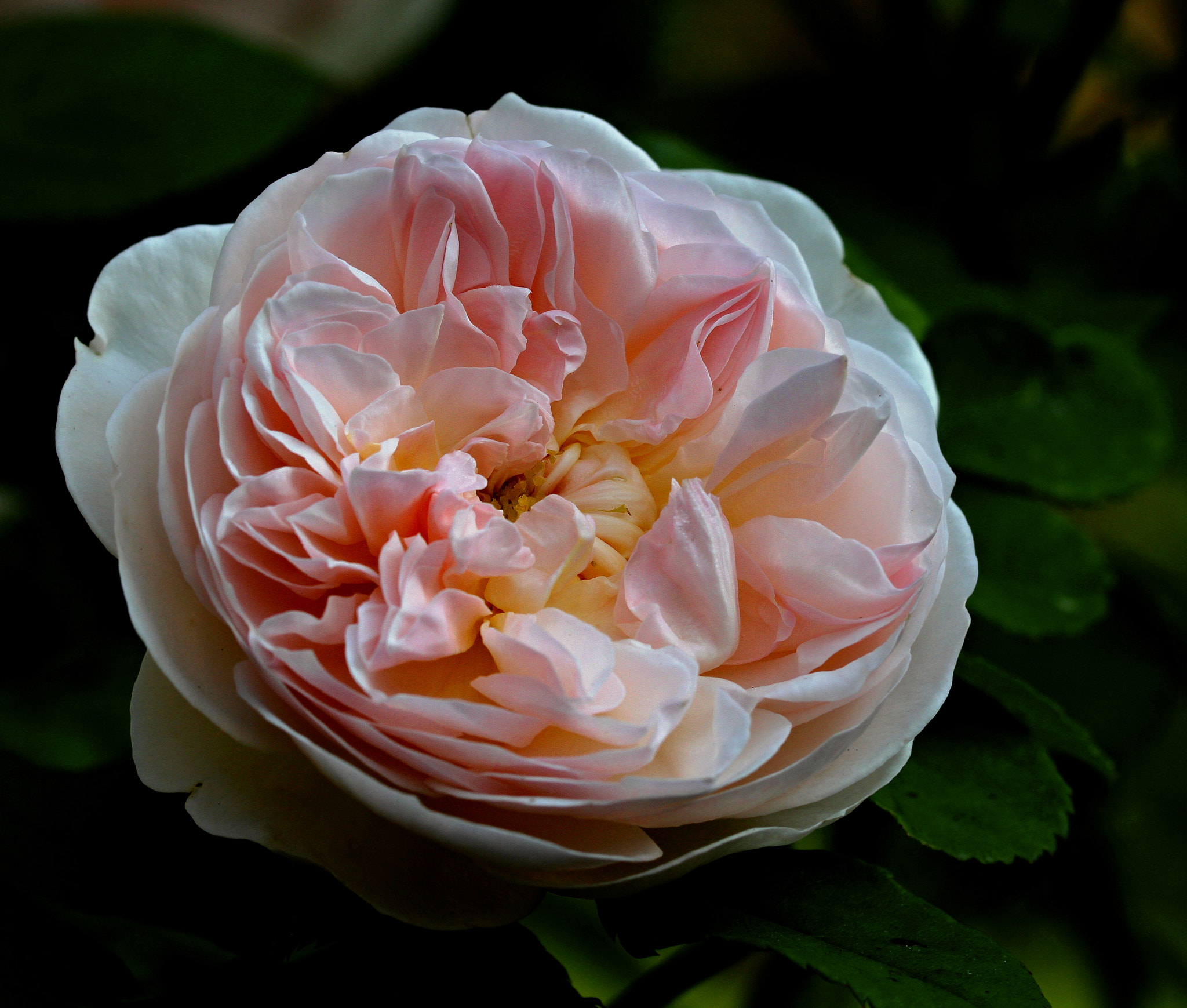 Canon EOS 7D + Canon EF 100mm F2.8L Macro IS USM sample photo. Rose photography