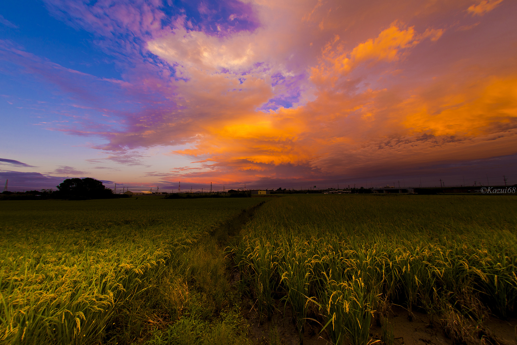 Nikon D810 + Sigma 15mm F2.8 EX DG Diagonal Fisheye sample photo. Harvest time photography