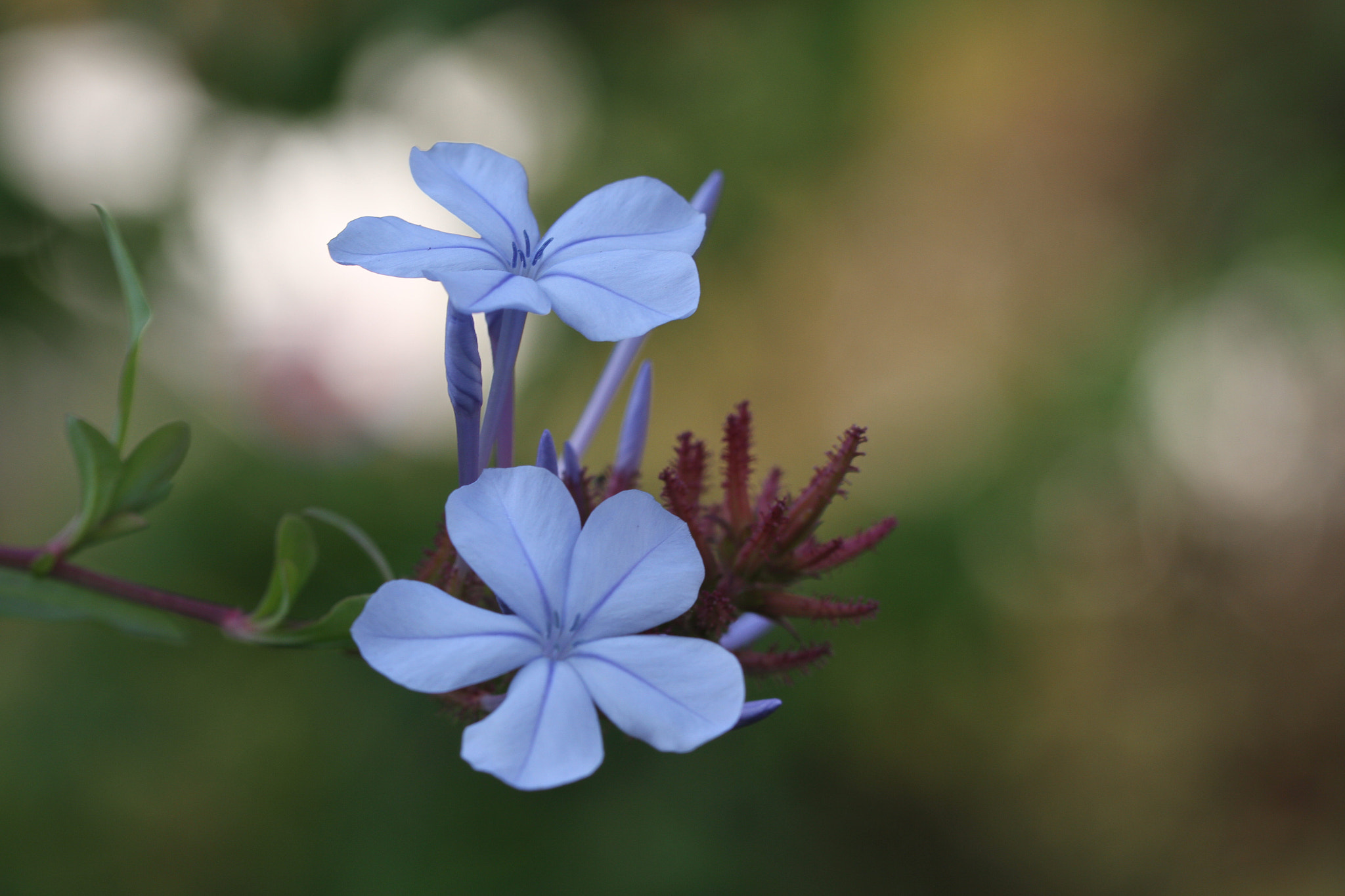 Canon EOS 7D + Canon EF 100mm F2.8L Macro IS USM sample photo. Plumbago photography