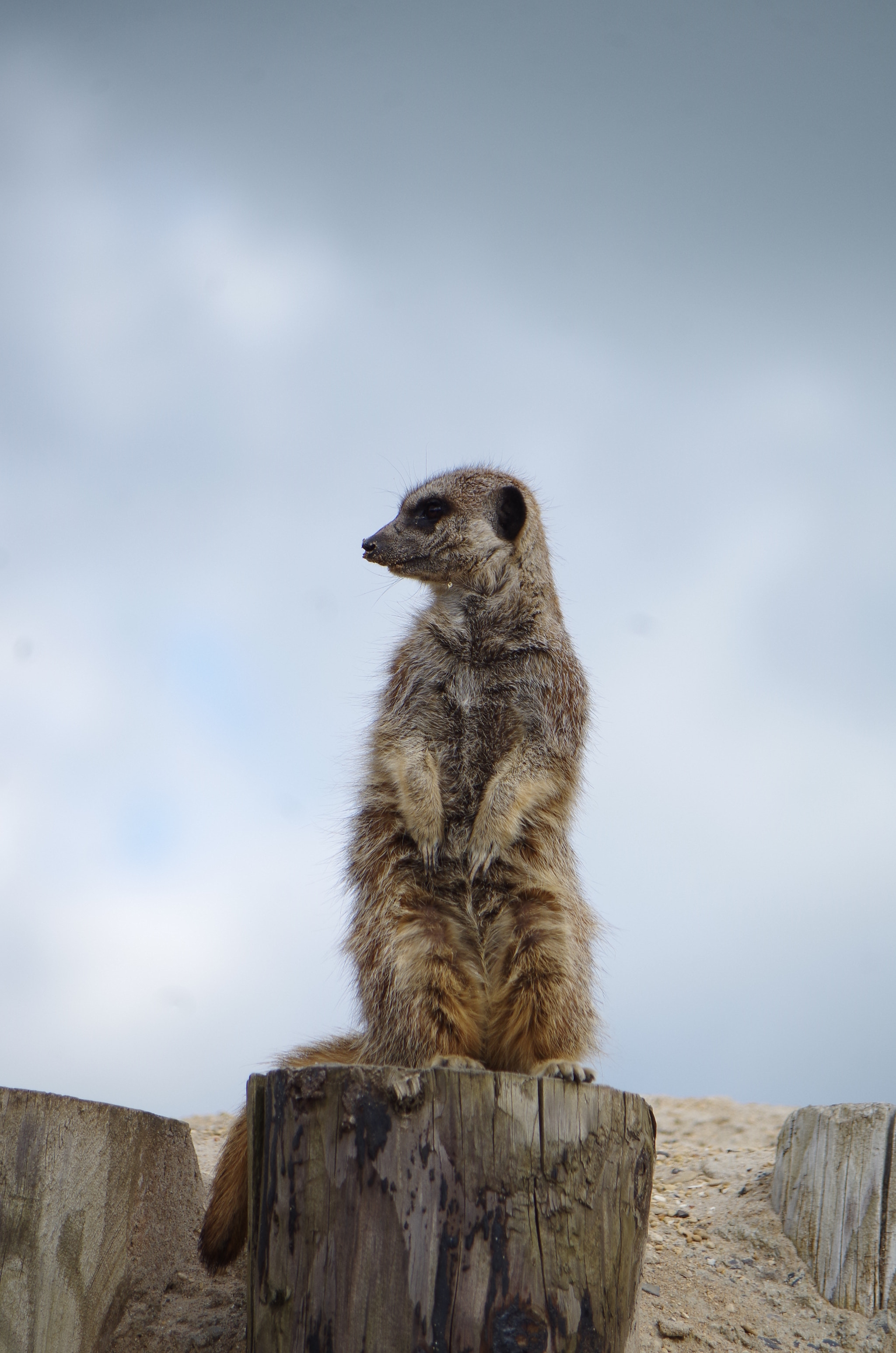 Samsung/Schneider D-XENON 50-200mm F4-5.6 sample photo. Meerkat photography