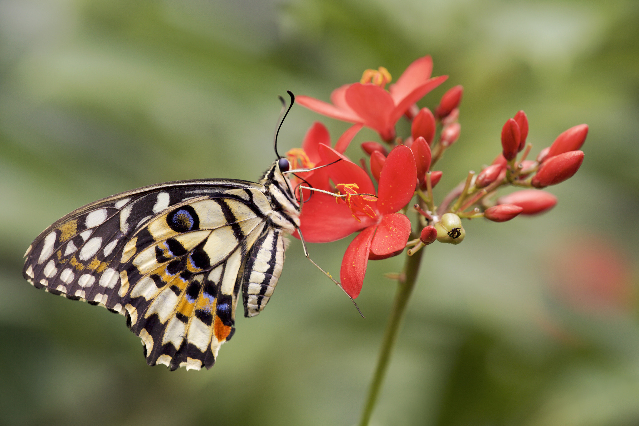 Sigma APO Macro 150mm f/2.8 EX DG HSM sample photo. Lime butterfly photography