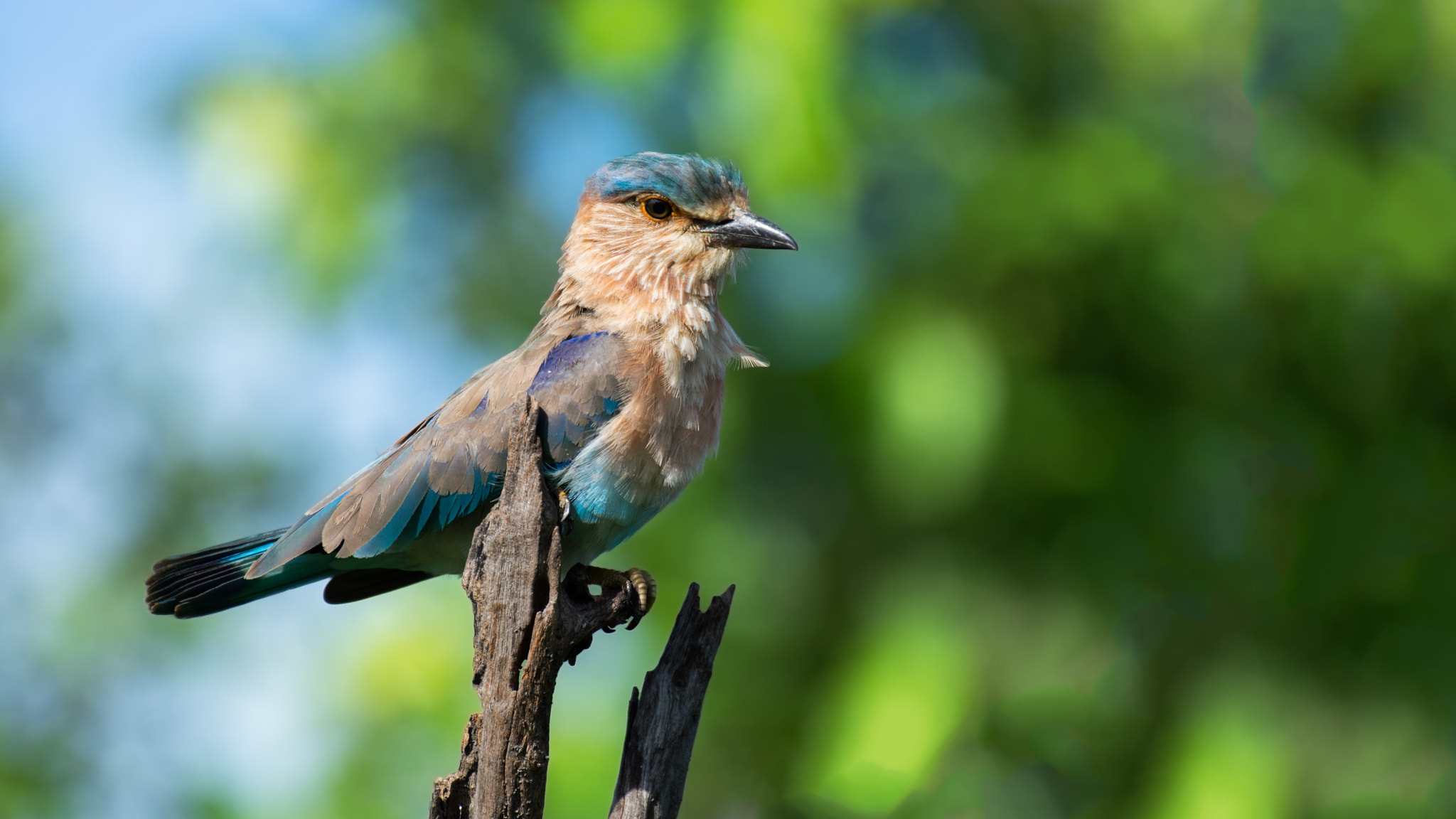 Nikon AF-S Nikkor 200-500mm F5.6E ED VR sample photo. Ain't i pretty? photography