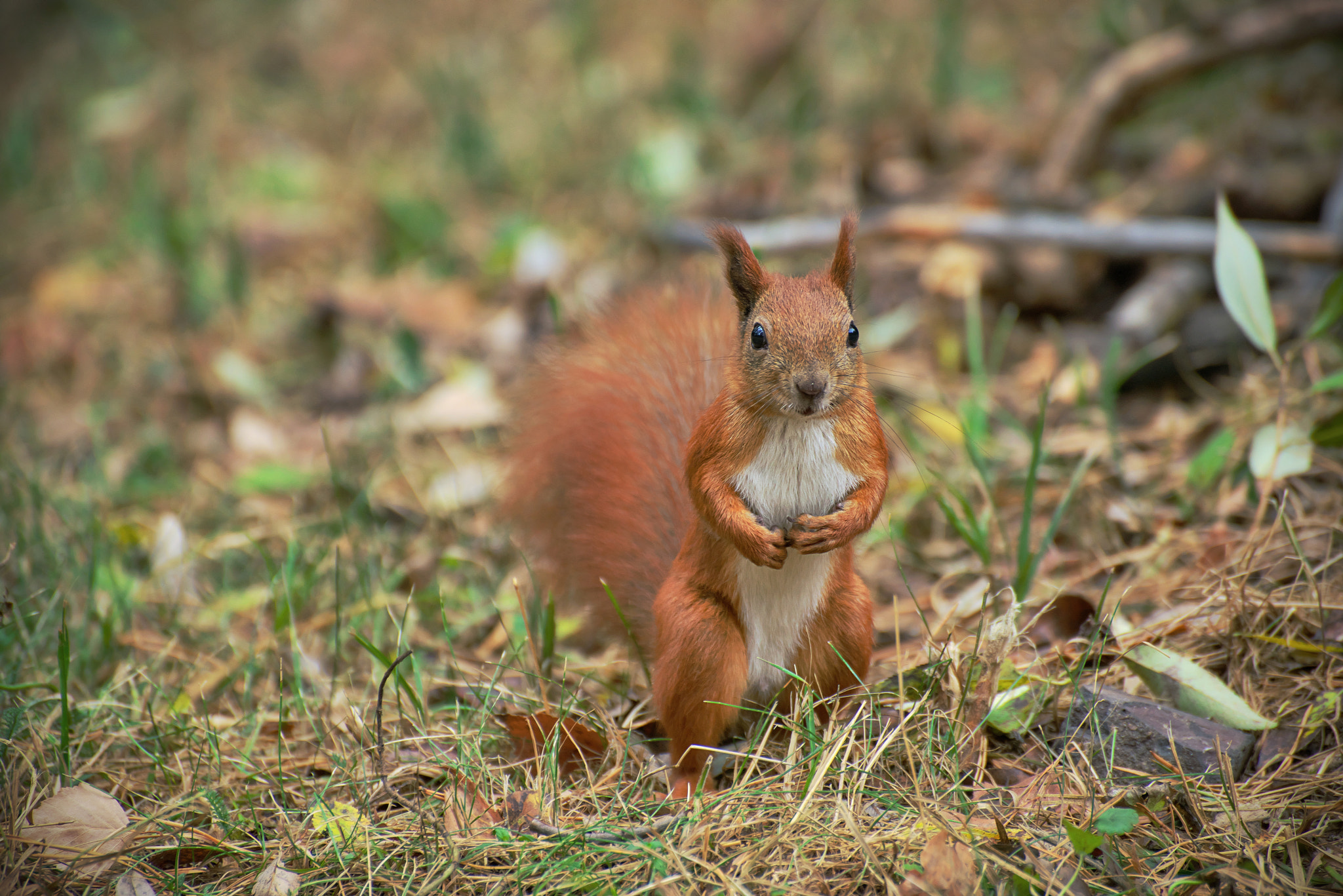 VR 70-300mm F/4.5-5.6 G sample photo. I am beautiful :) photography