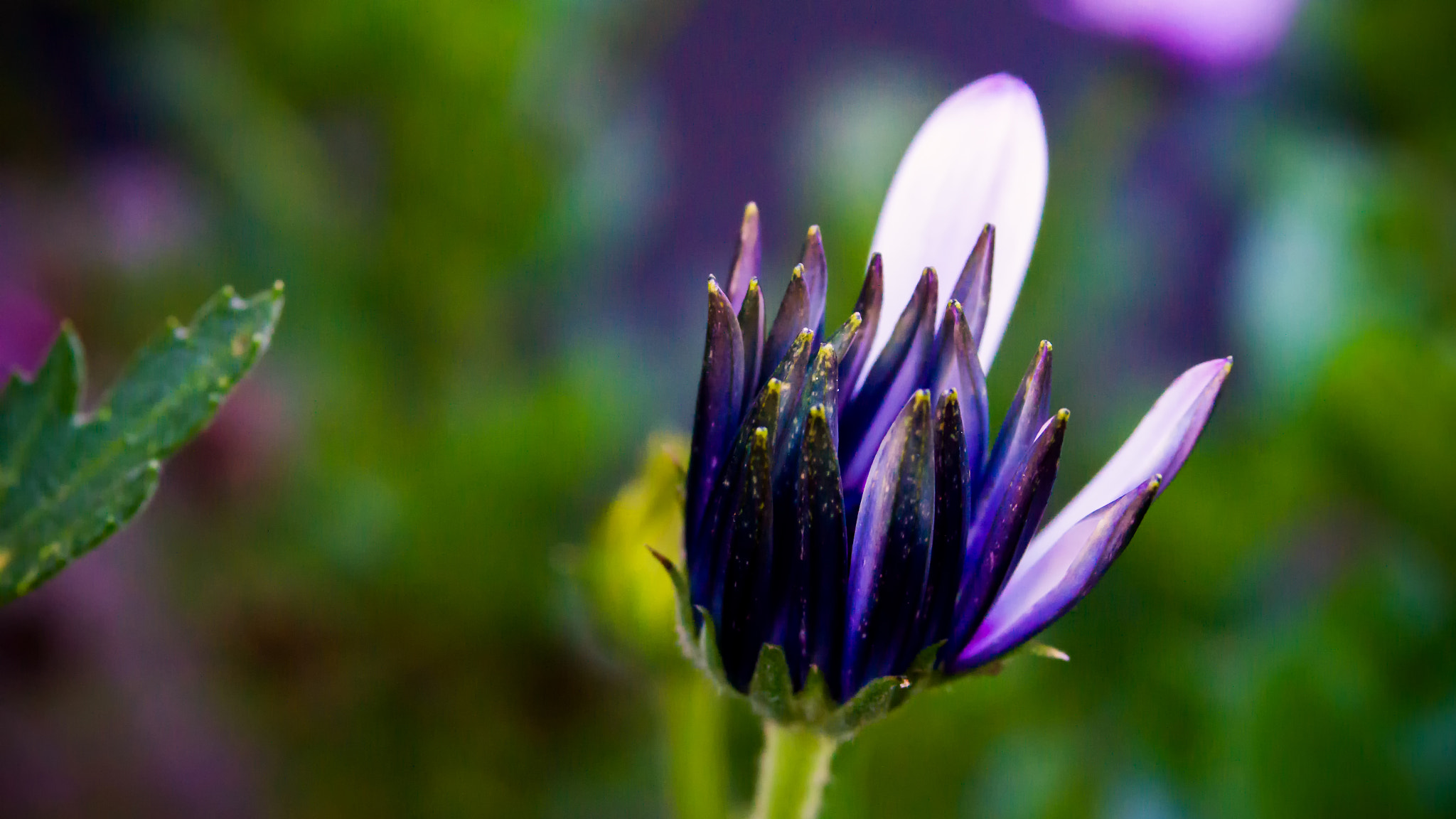 Sony SLT-A58 sample photo. Colors photography