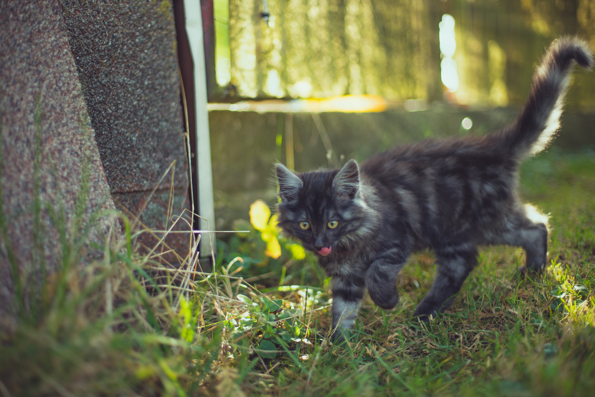 Sony a7R II sample photo. Exploring cat photography