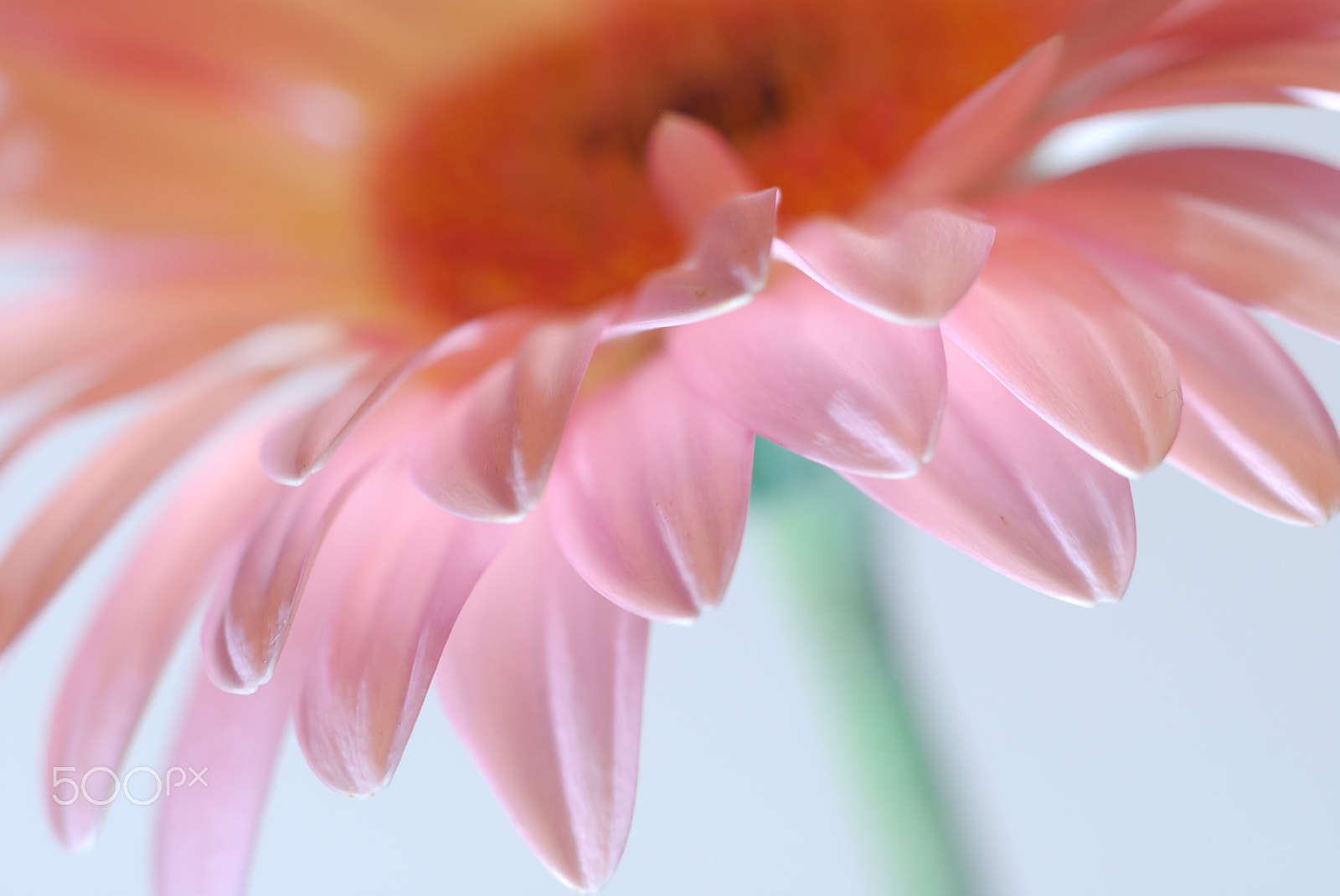 Cosina AF 100mm F3.5 Macro sample photo. Gerbera photography