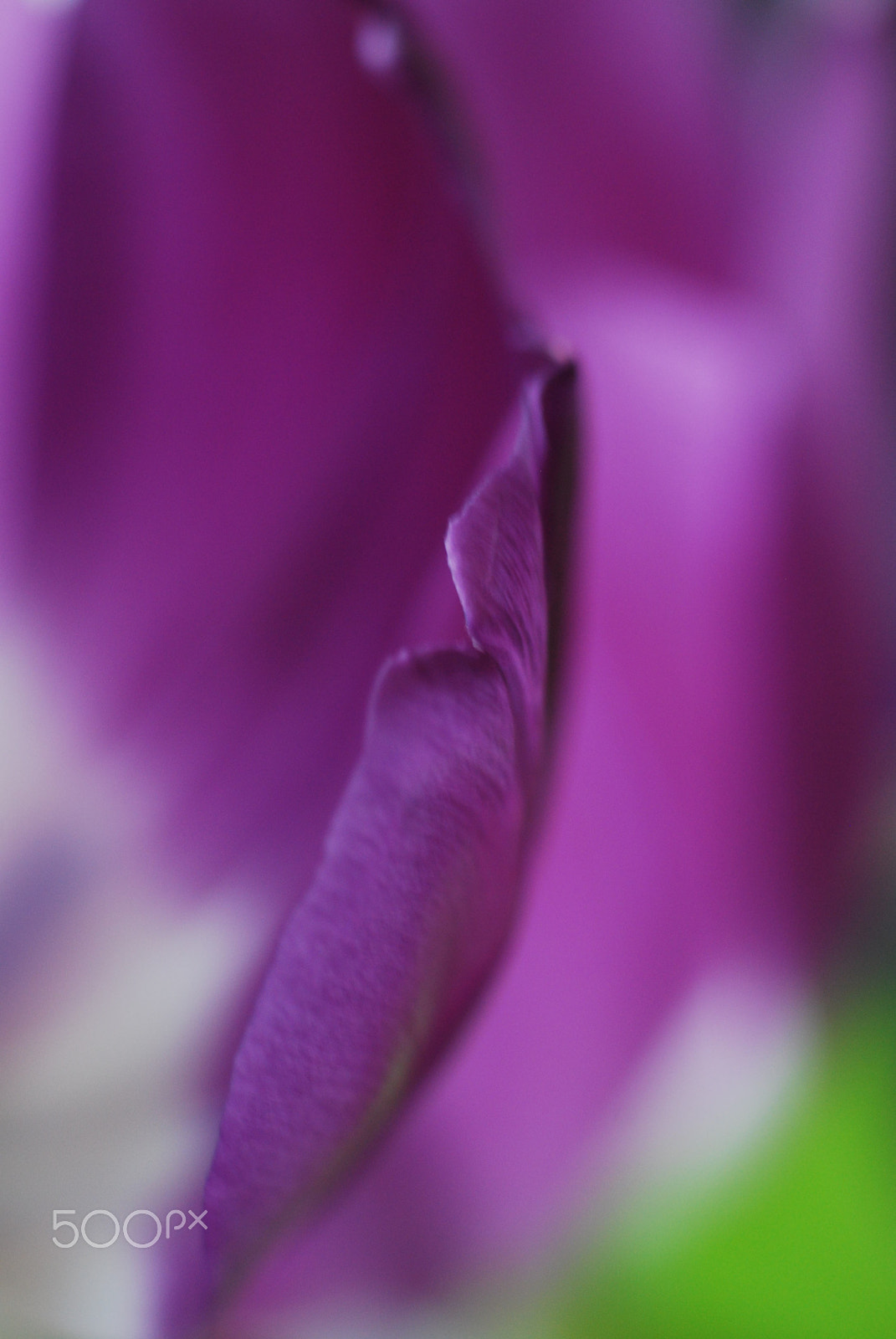 Cosina AF 100mm F3.5 Macro sample photo. Tulip petal photography
