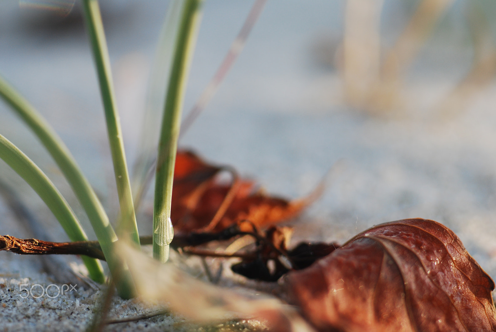 Cosina AF 100mm F3.5 Macro sample photo. Grass and leaves photography