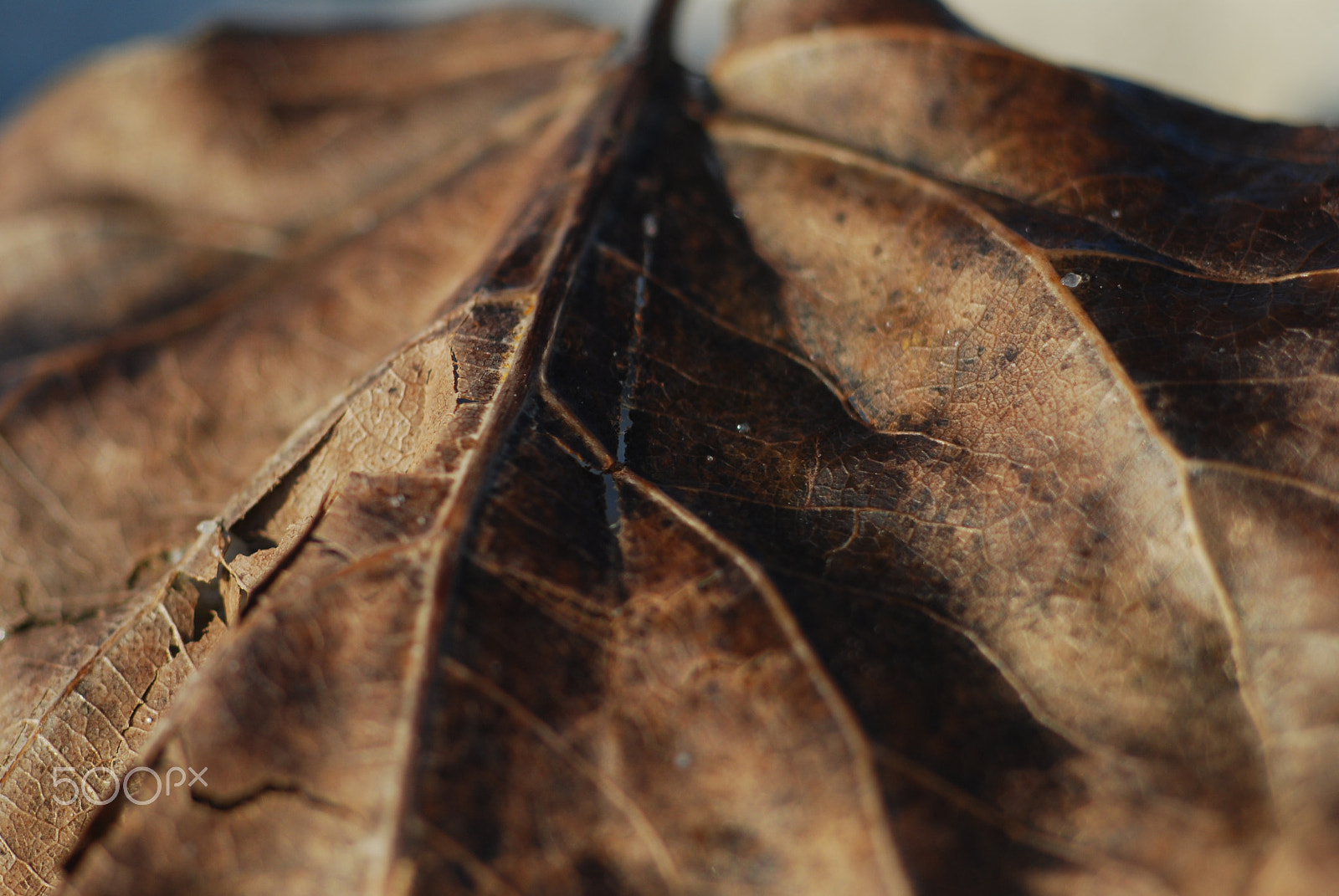 Cosina AF 100mm F3.5 Macro sample photo. Fallen leaf photography